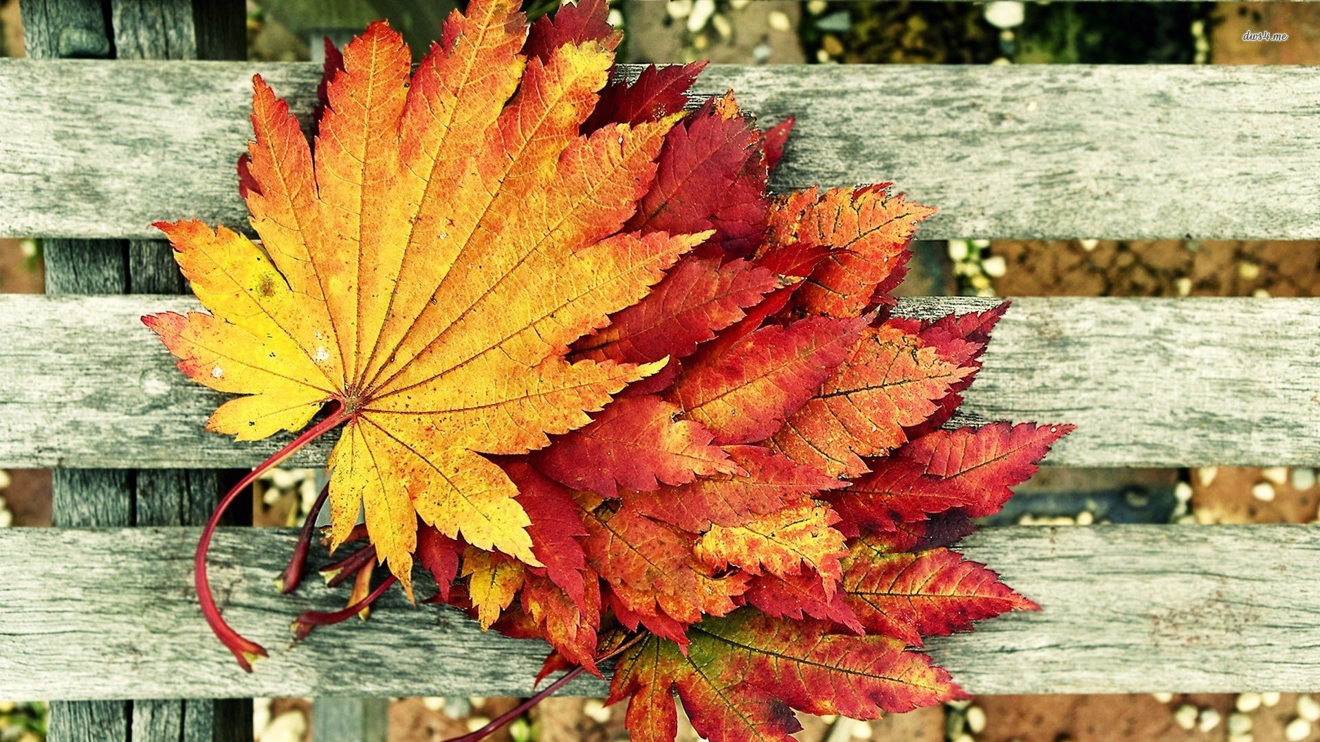 小清新,温馨一刻,儿童桌面专用