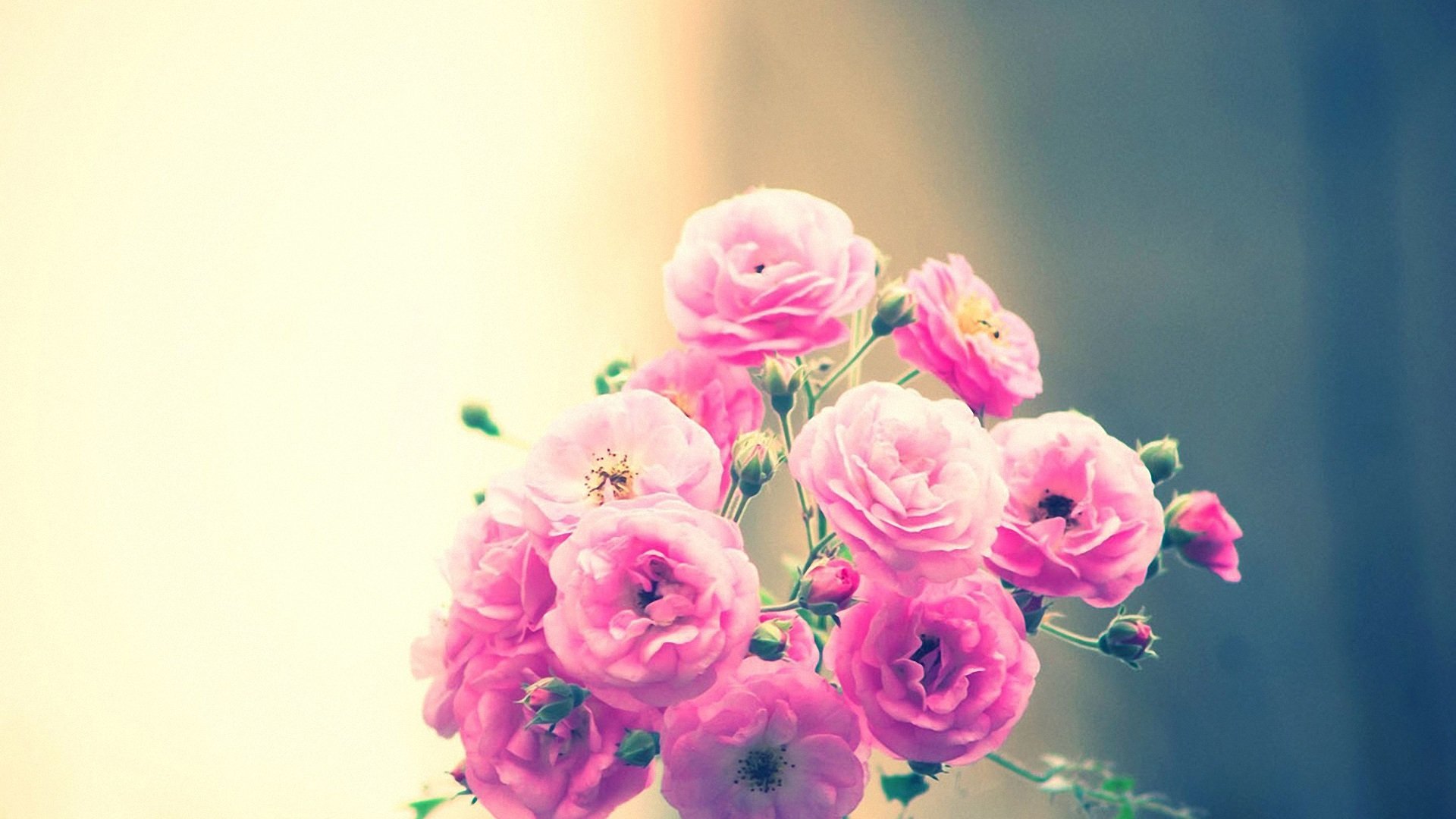 小清新,静物写真,儿童桌面专用