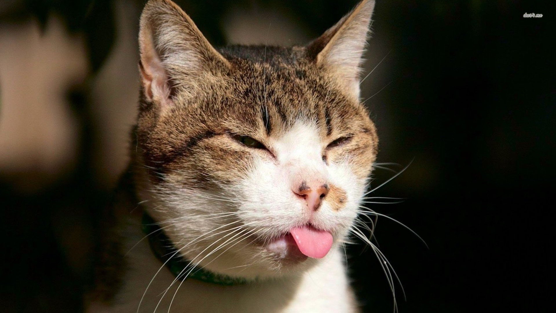 萌宠,喵星人,猫咪,卖萌,儿童桌面专用