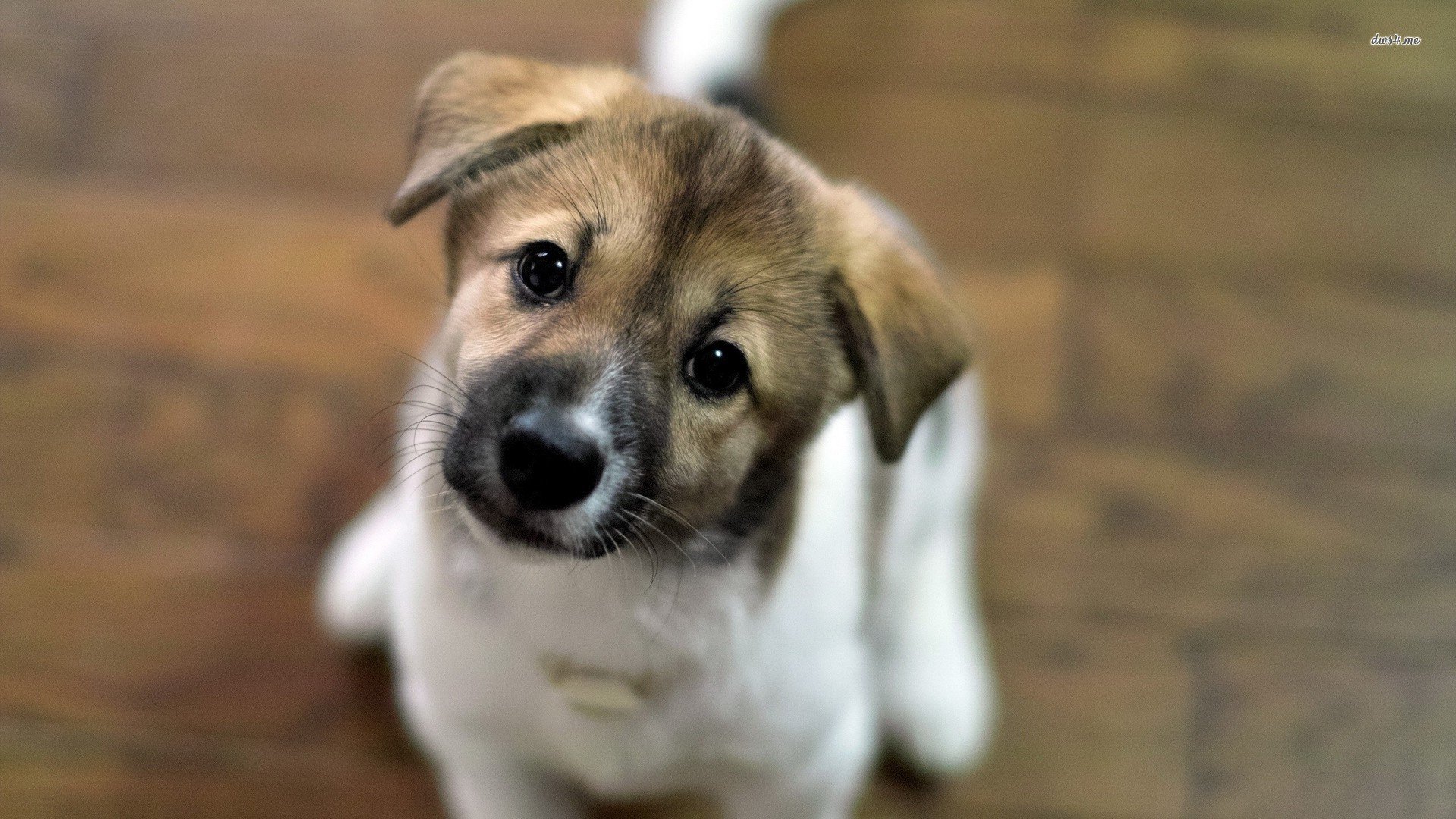 萌宠,汪星人,儿童桌面专用