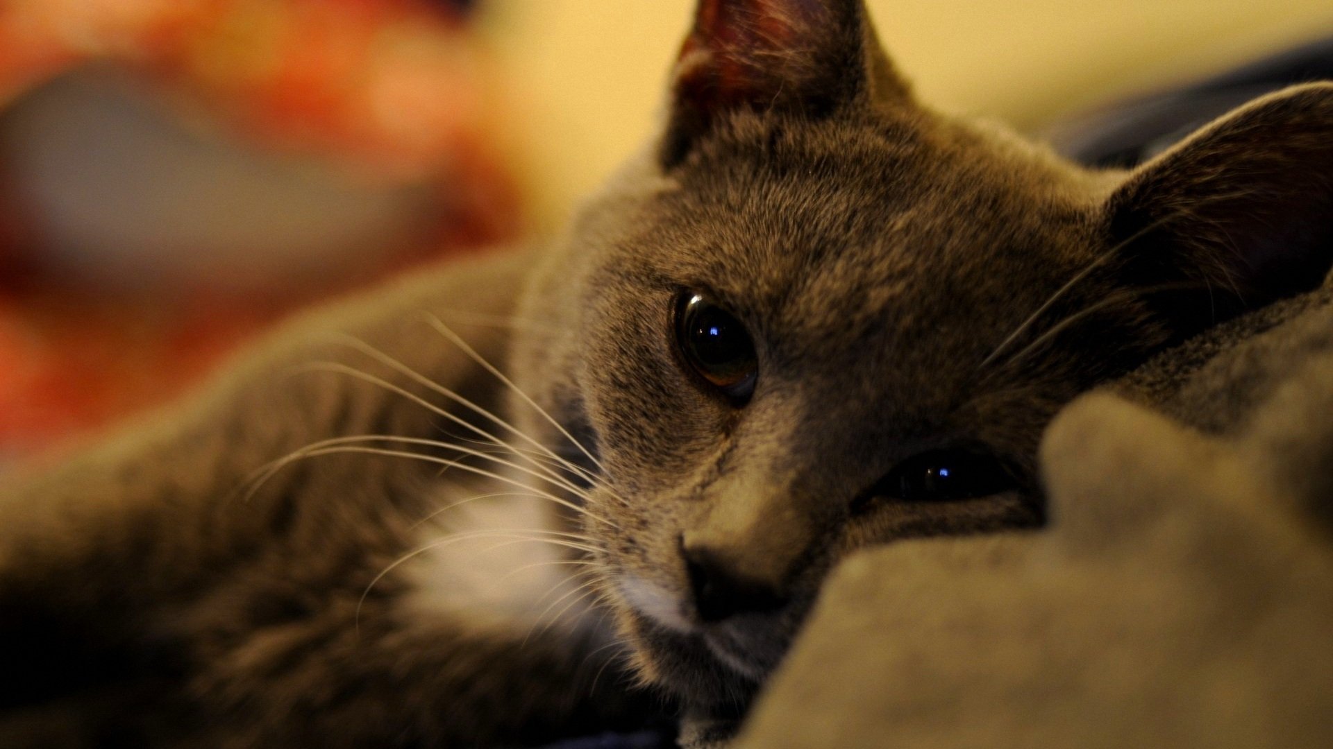 萌宠,喵星人,儿童桌面专用