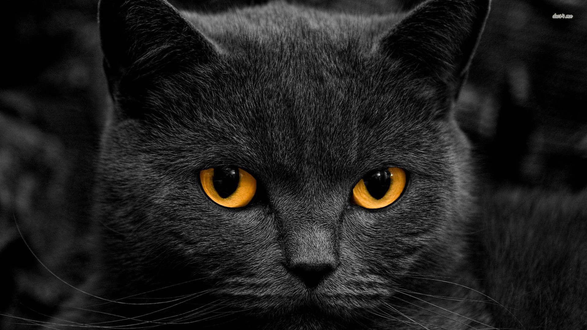 萌宠,喵星人,猫,黑猫,儿童桌面专用