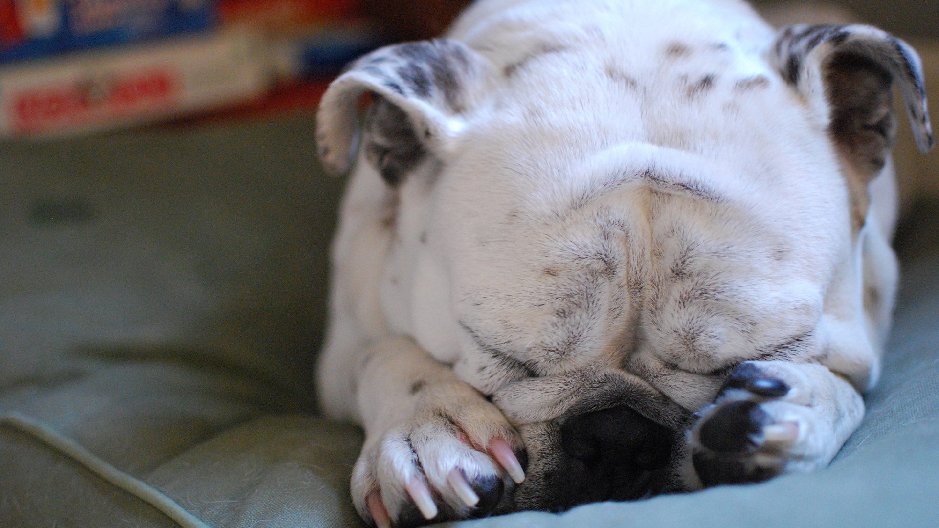 萌宠,动物,汪星人,儿童桌面专用