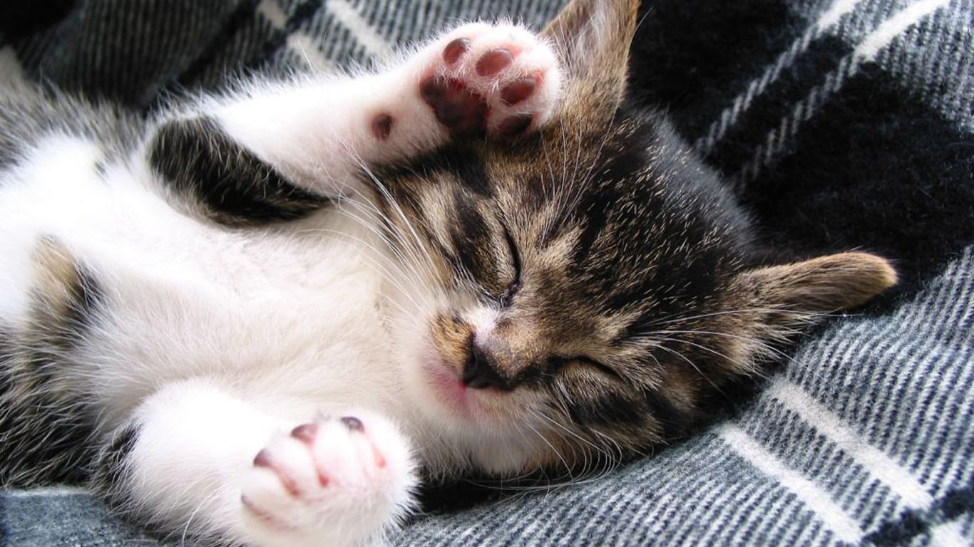 萌宠,喵星人,儿童桌面专用