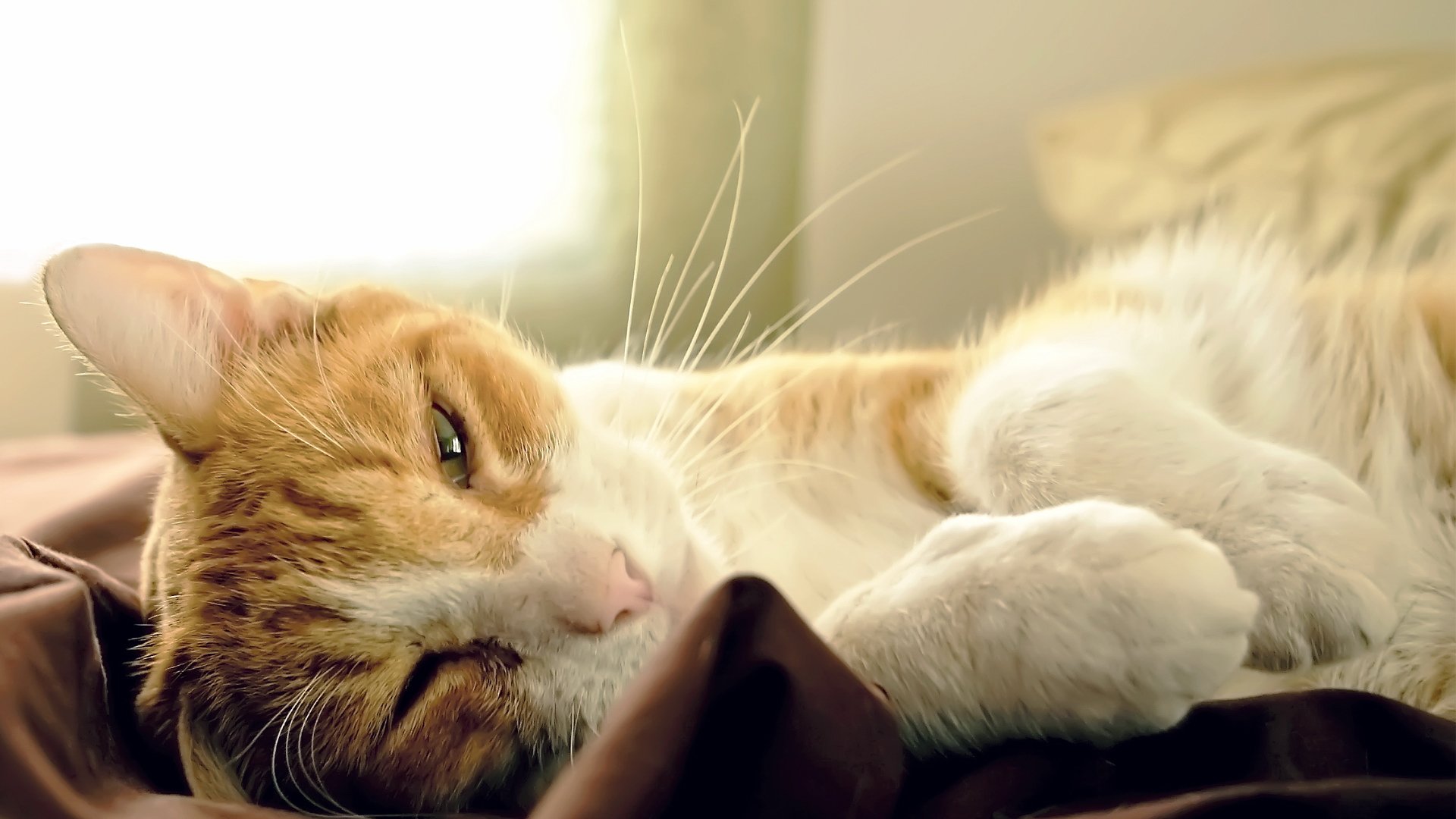 萌宠,喵星人,儿童桌面专用