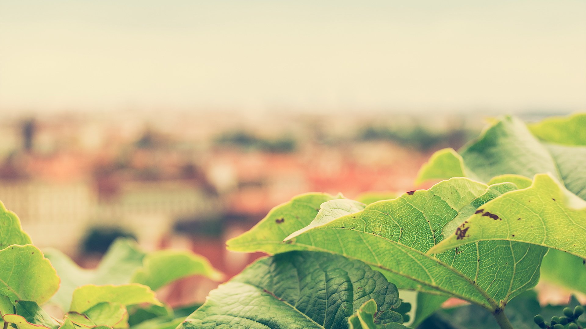 小清新,清新淡雅,儿童桌面专用