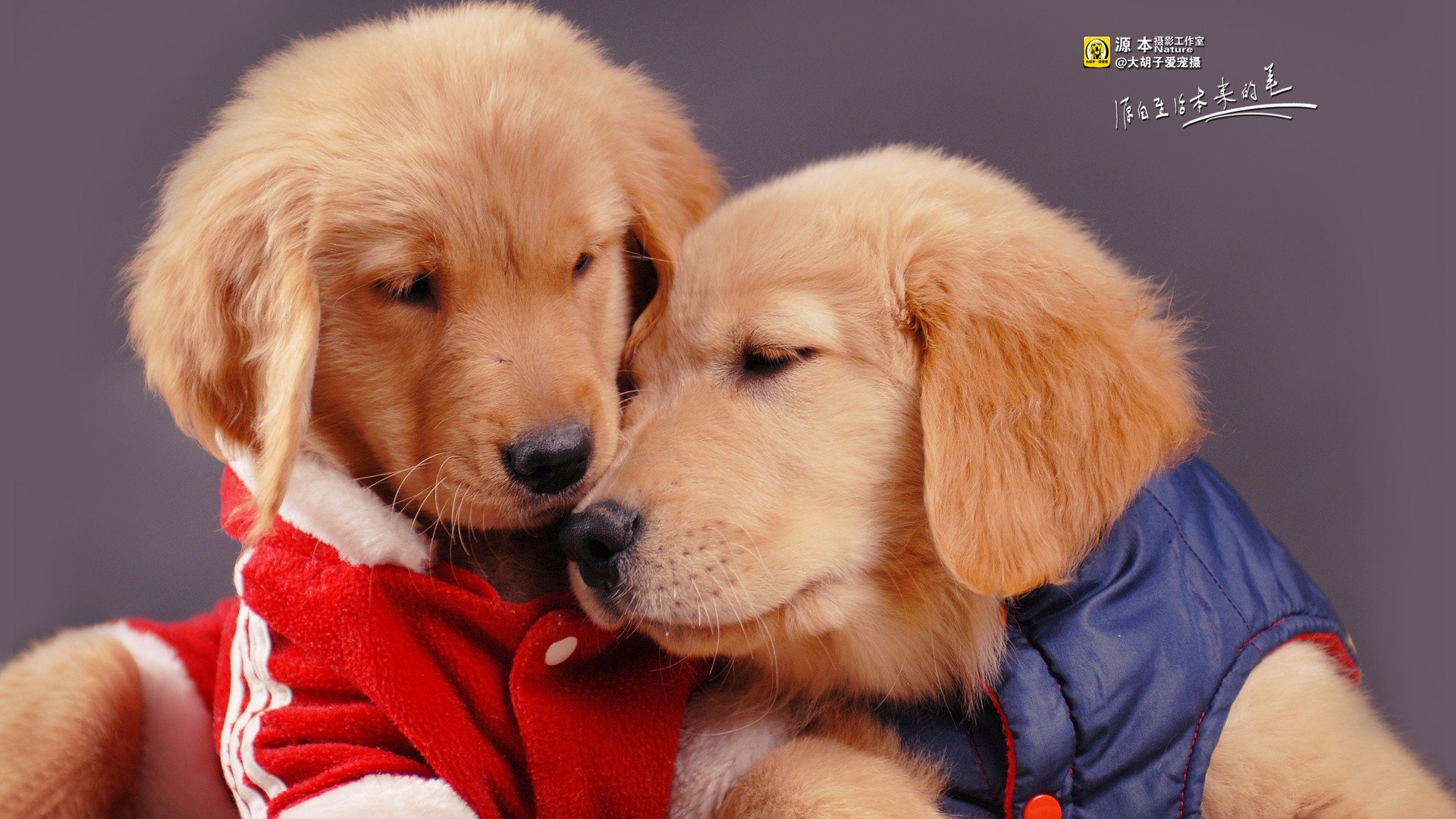 萌宠,金毛,汪星人,摄影,@大胡子爱宠摄,儿童桌面专用