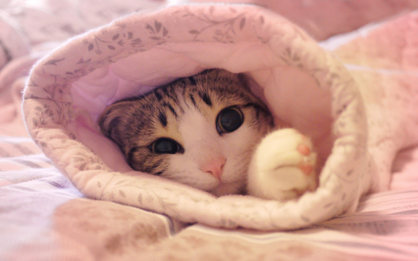 喵星人,猫,可爱,古灵精怪,儿童桌面专用