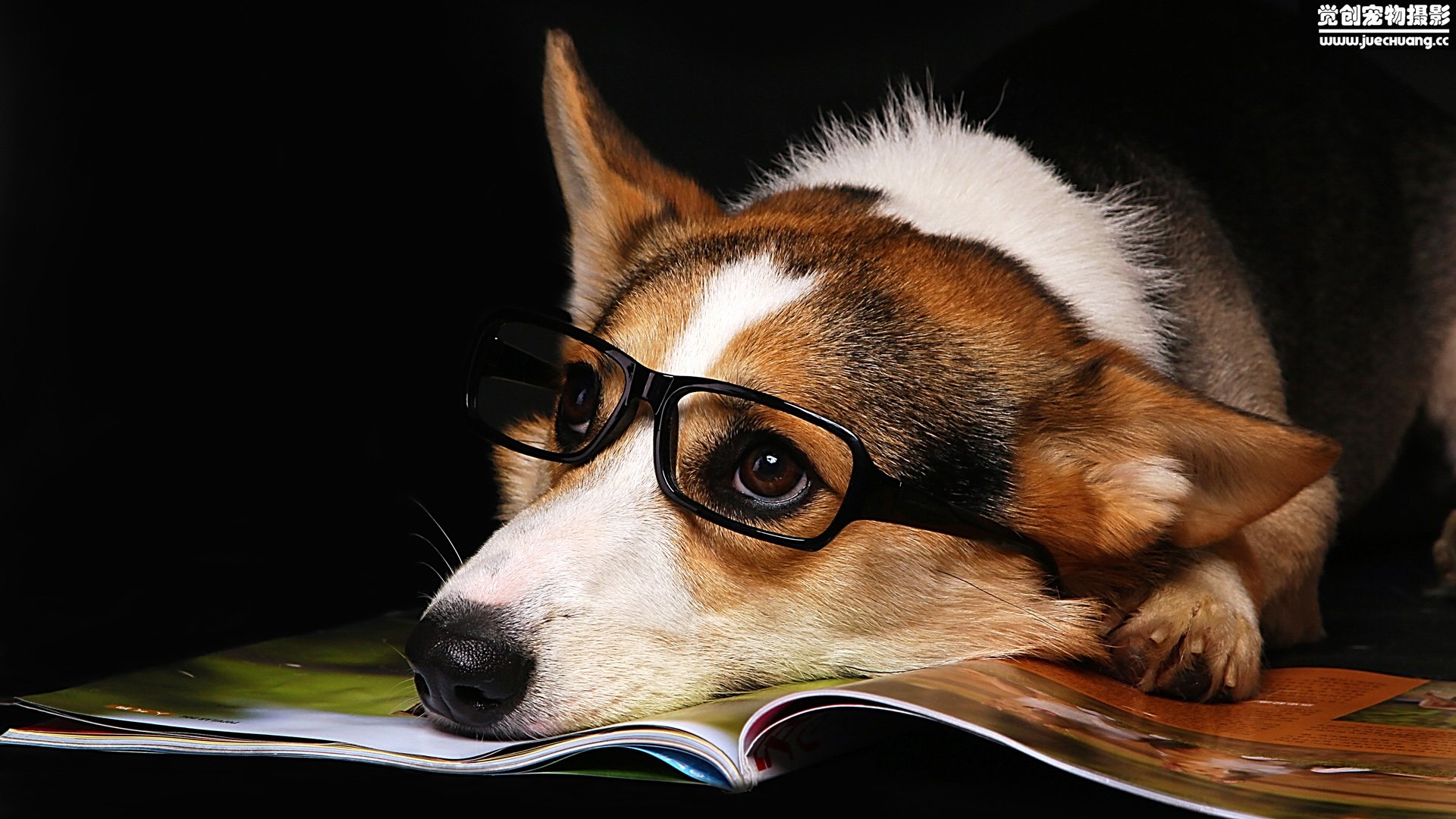 萌宠,汪星人,狗,卖萌,古灵精怪,觉创摄影,宠物,儿童桌面专用