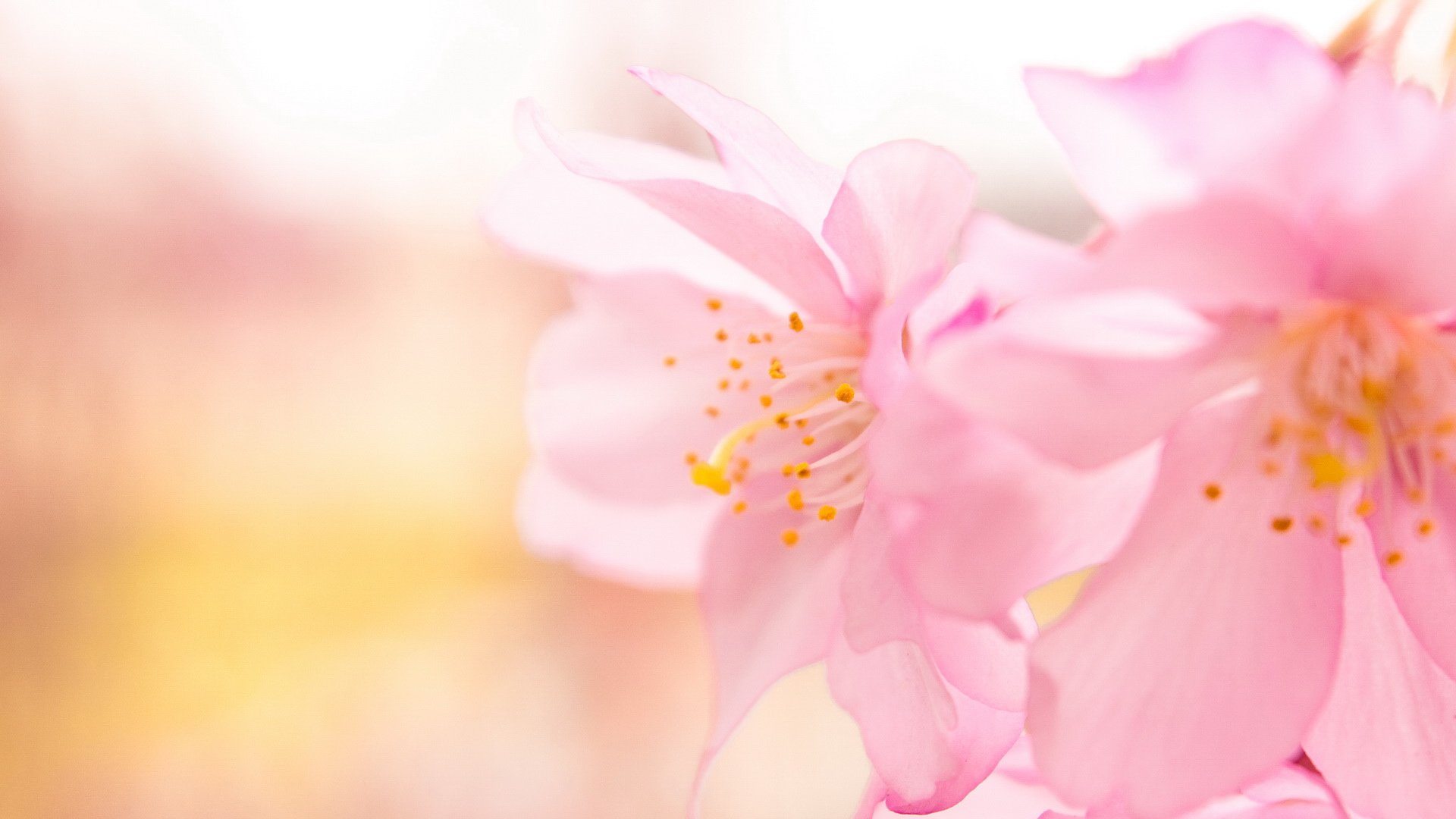 风景,春意盎然,儿童桌面专用