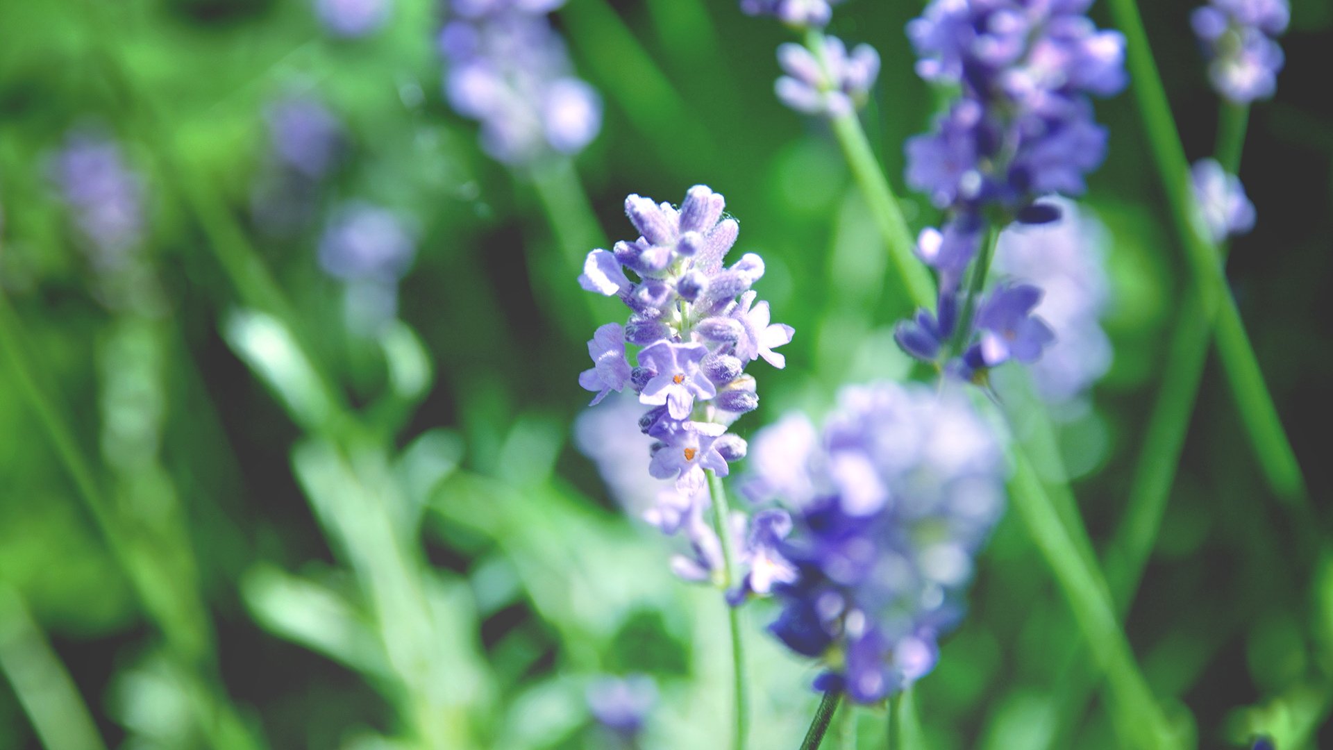 小清新,清新淡雅,儿童桌面专用