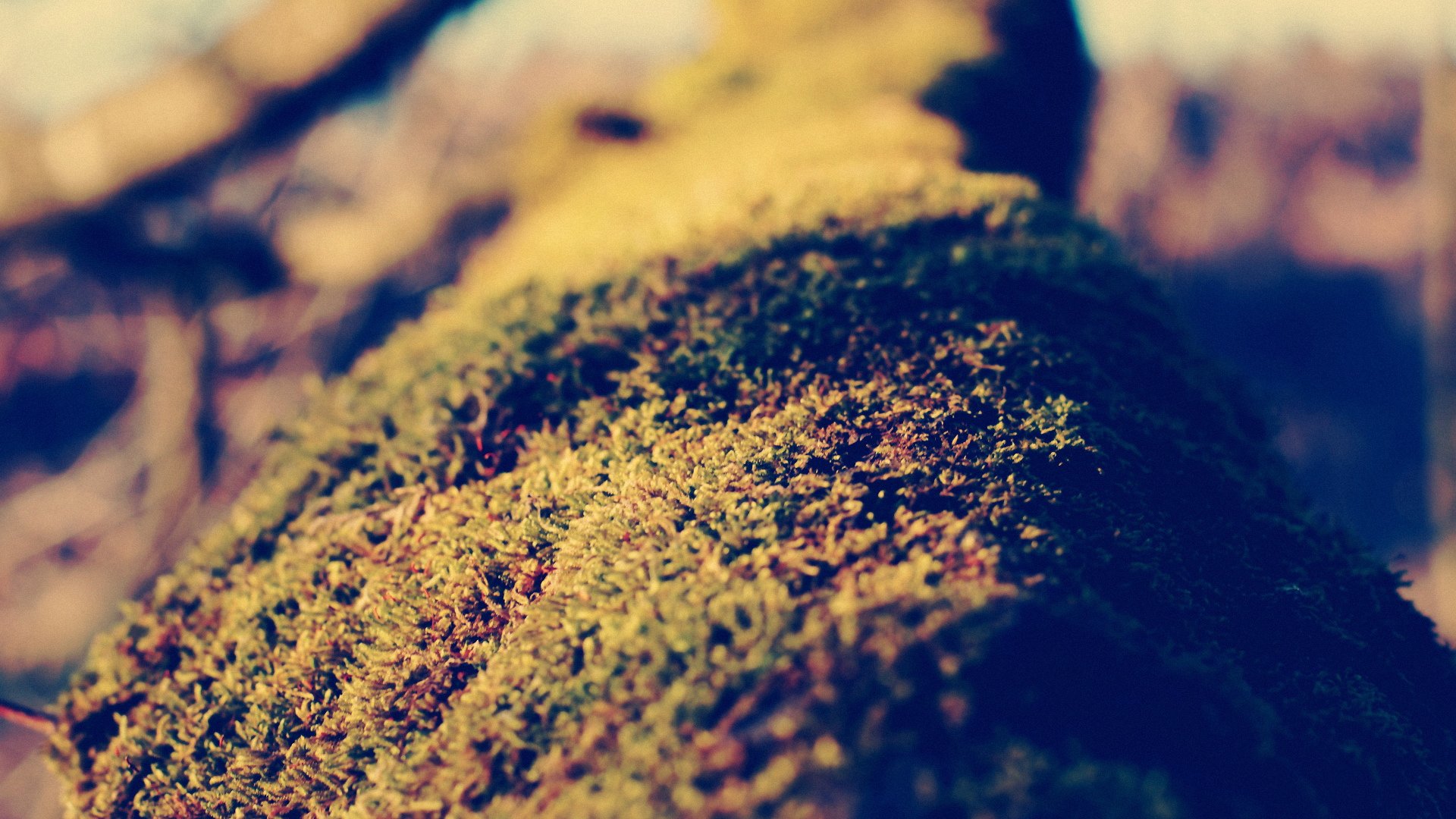 小清新,静物写真