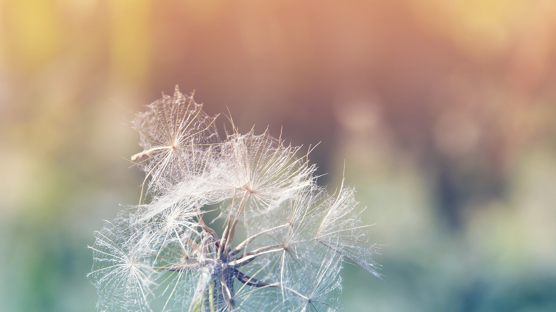 小清新,清新淡雅,儿童桌面专用