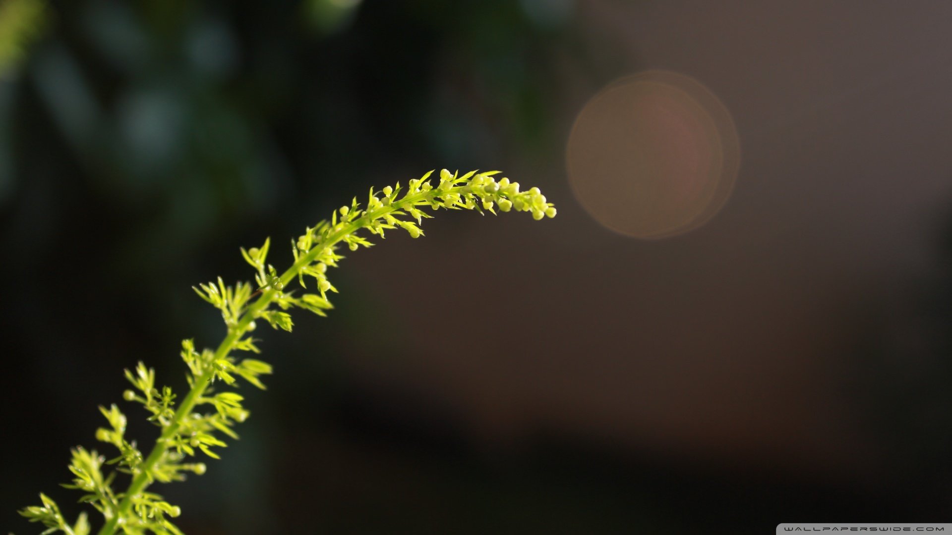 小清新,护眼壁纸,儿童桌面专用
