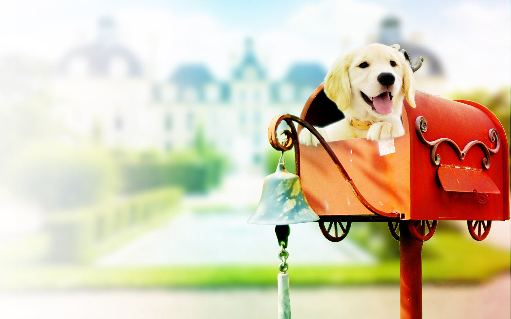 萌宠,汪星人,狗,可爱,卖萌,搞笑图,古灵精怪,儿童桌面专用