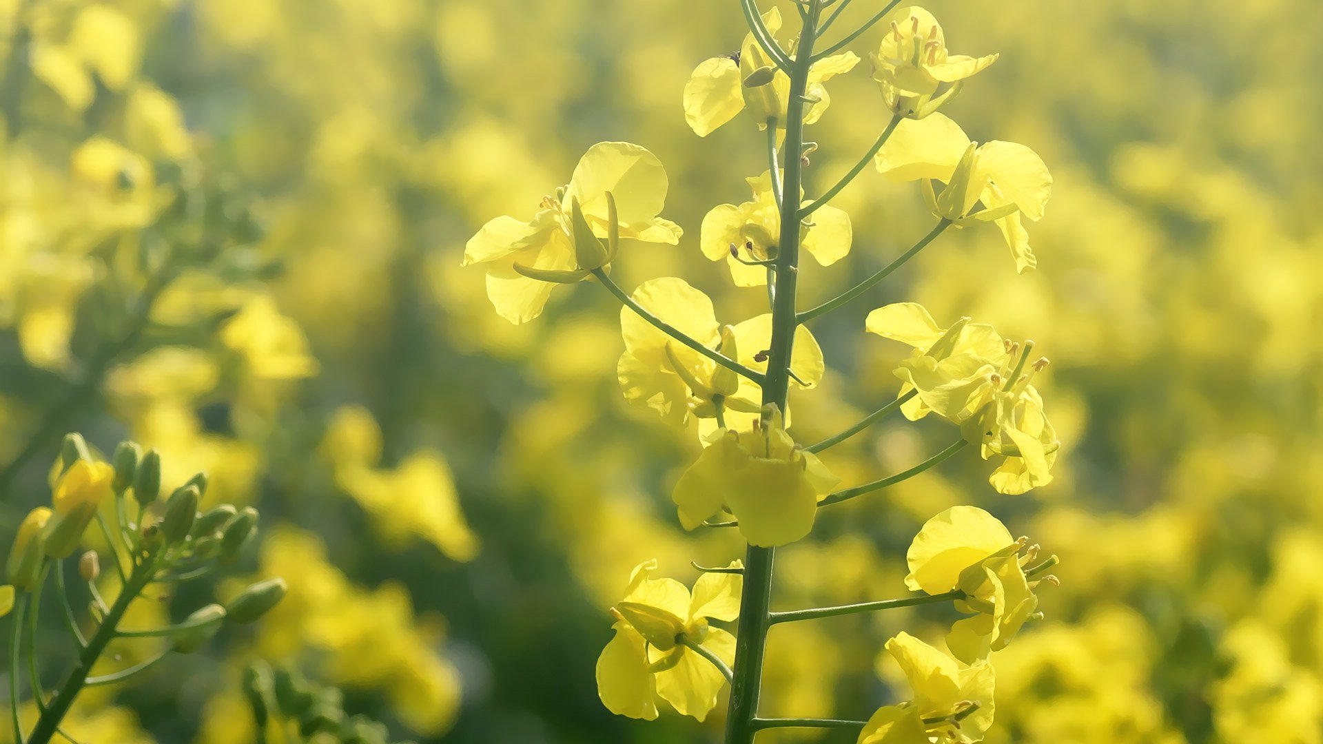 小清新,护眼壁纸,儿童桌面专用
