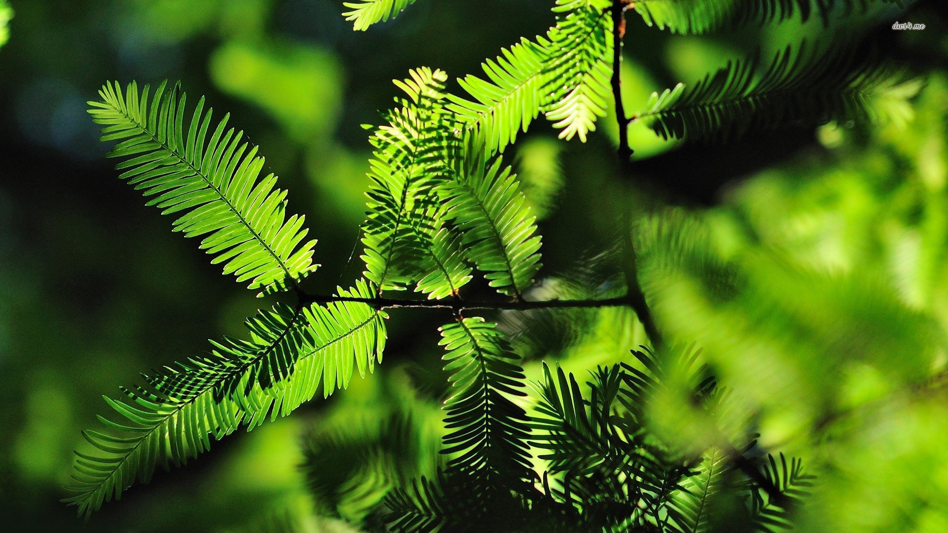 小清新,护眼壁纸,儿童桌面专用