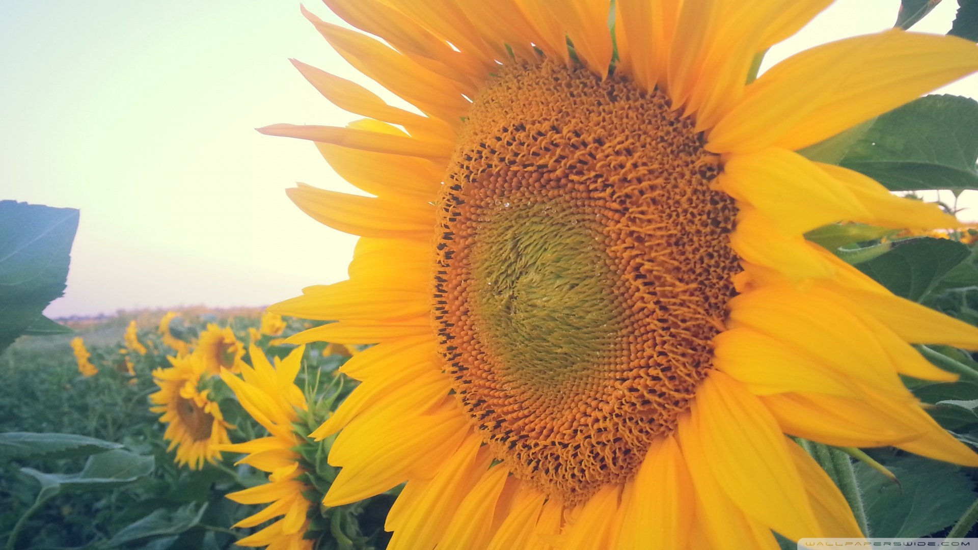 小清新,清新淡雅,向日葵,儿童桌面专用