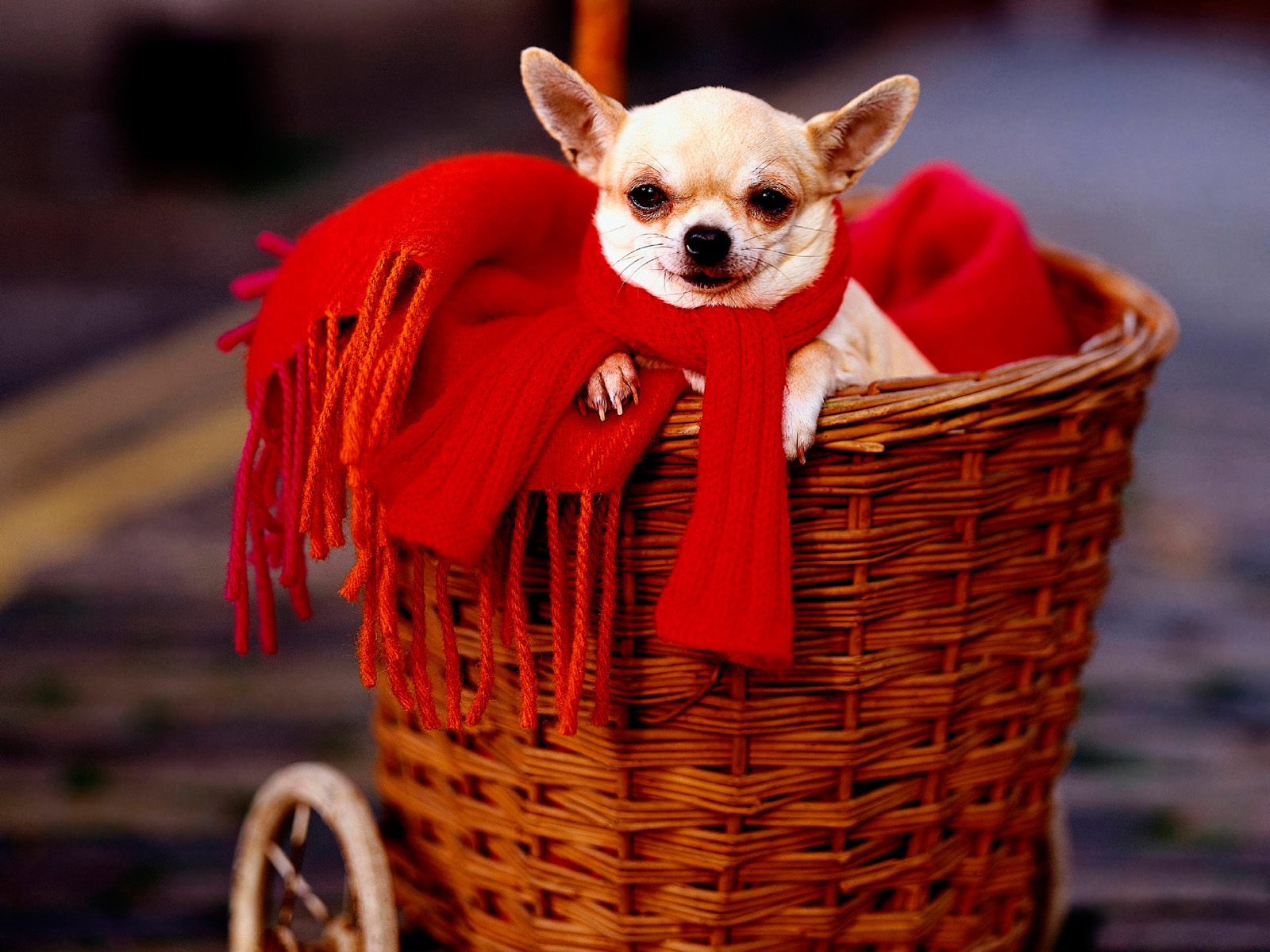 萌宠,卖萌图,九月十日,儿童桌面专用