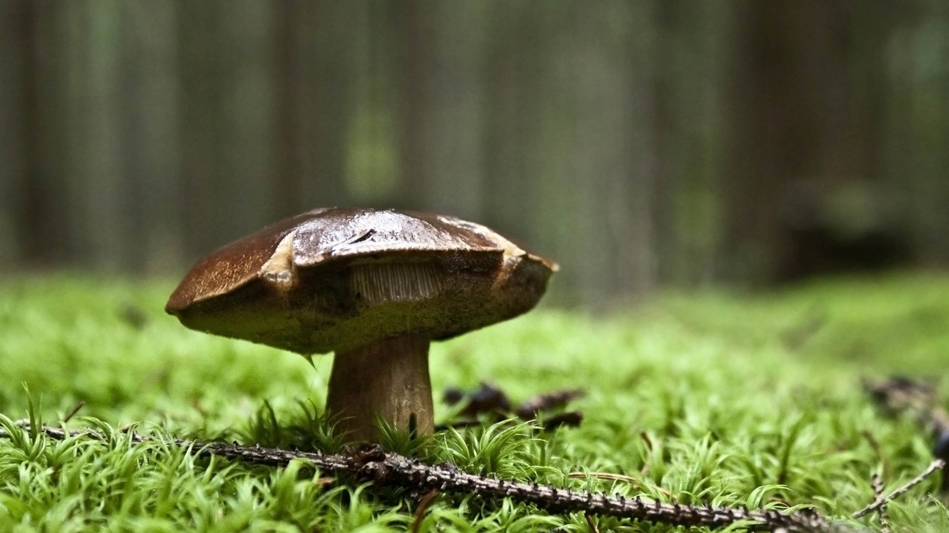 小清新,静物写真,儿童桌面专用