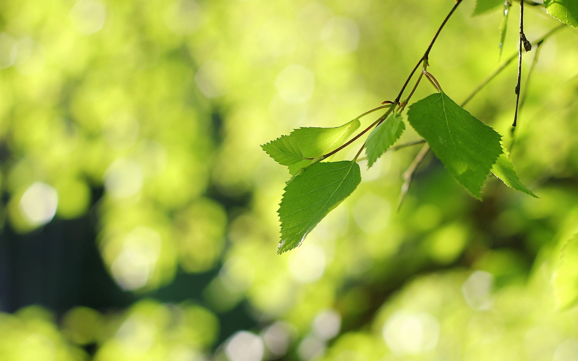 风景,春意盎然,儿童桌面专用