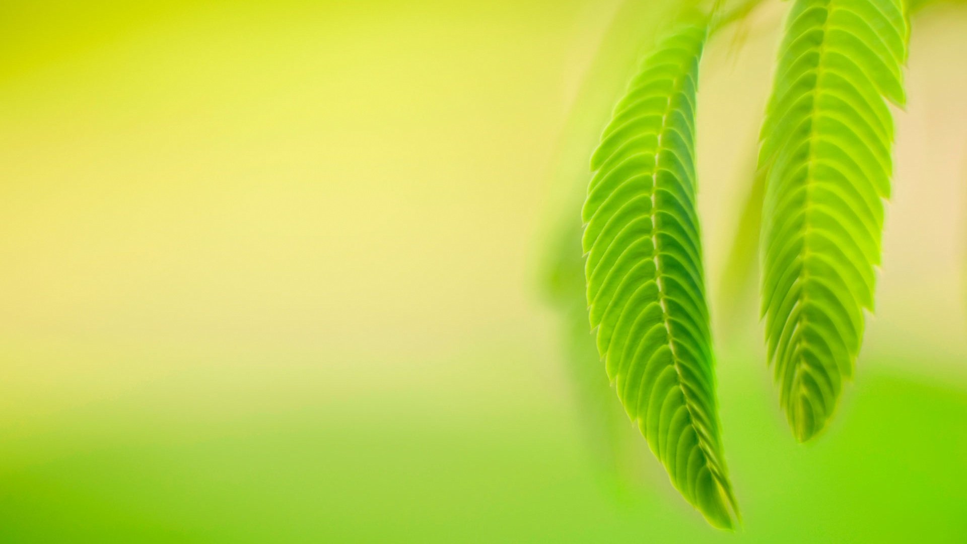 小清新,护眼壁纸,儿童桌面专用