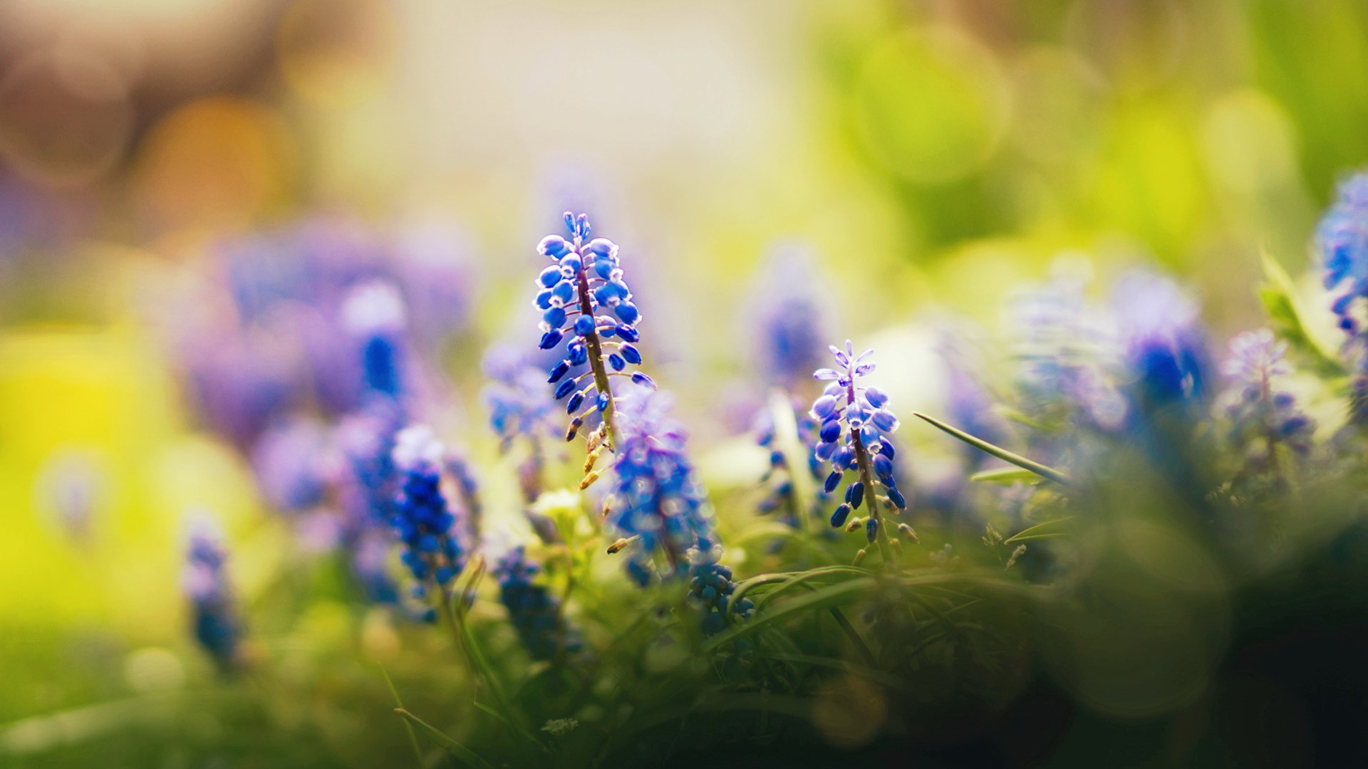 小清新,清新淡雅,儿童桌面专用