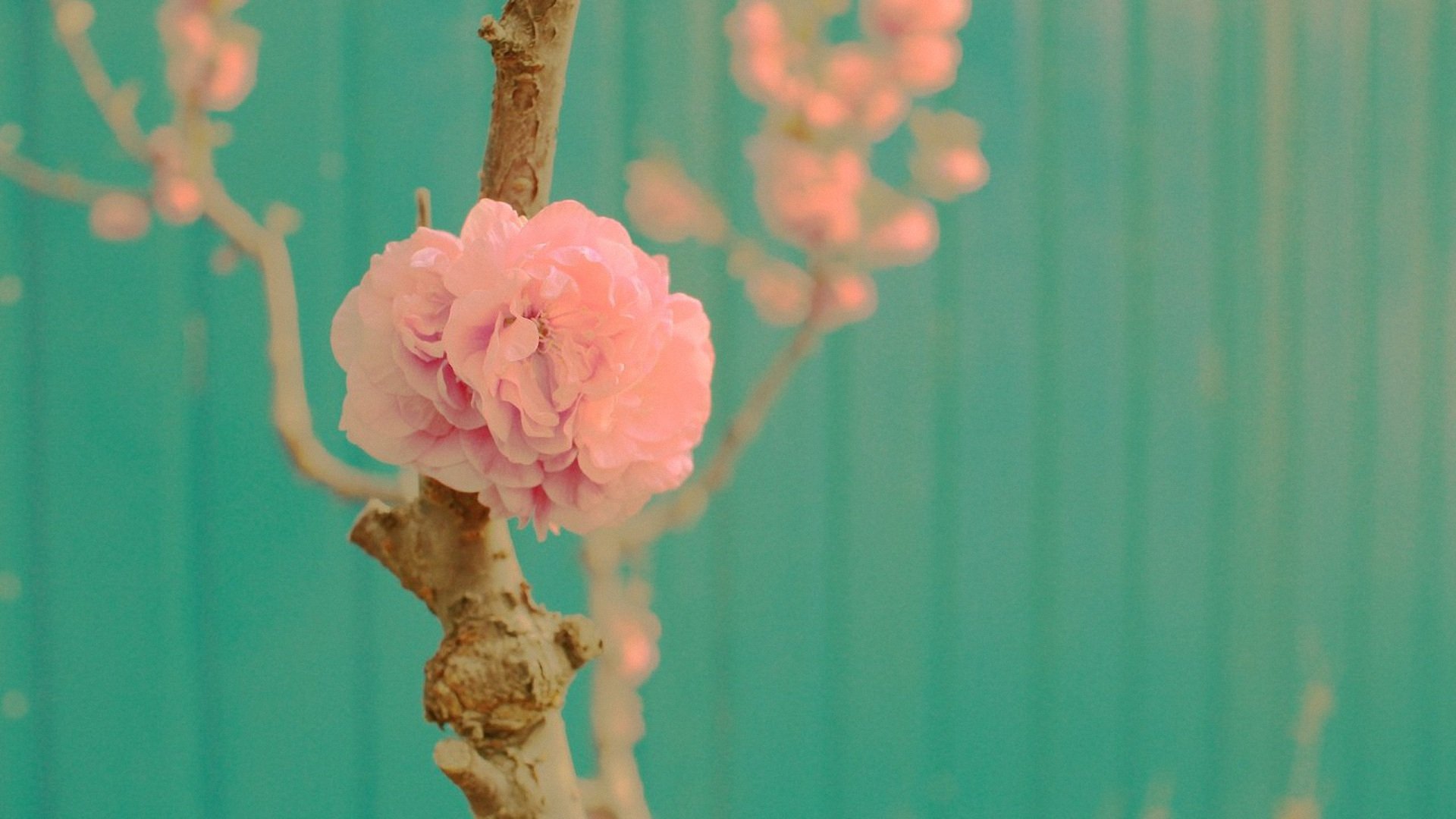 小清新,清新淡雅,儿童桌面专用