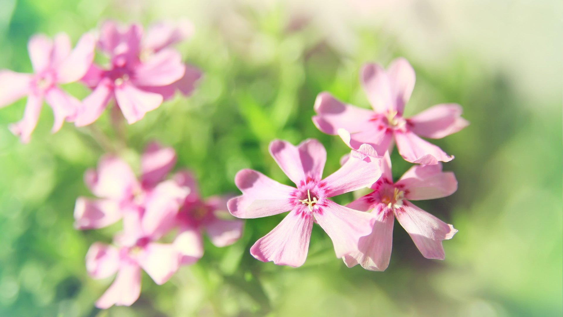 小清新,清新淡雅,儿童桌面专用