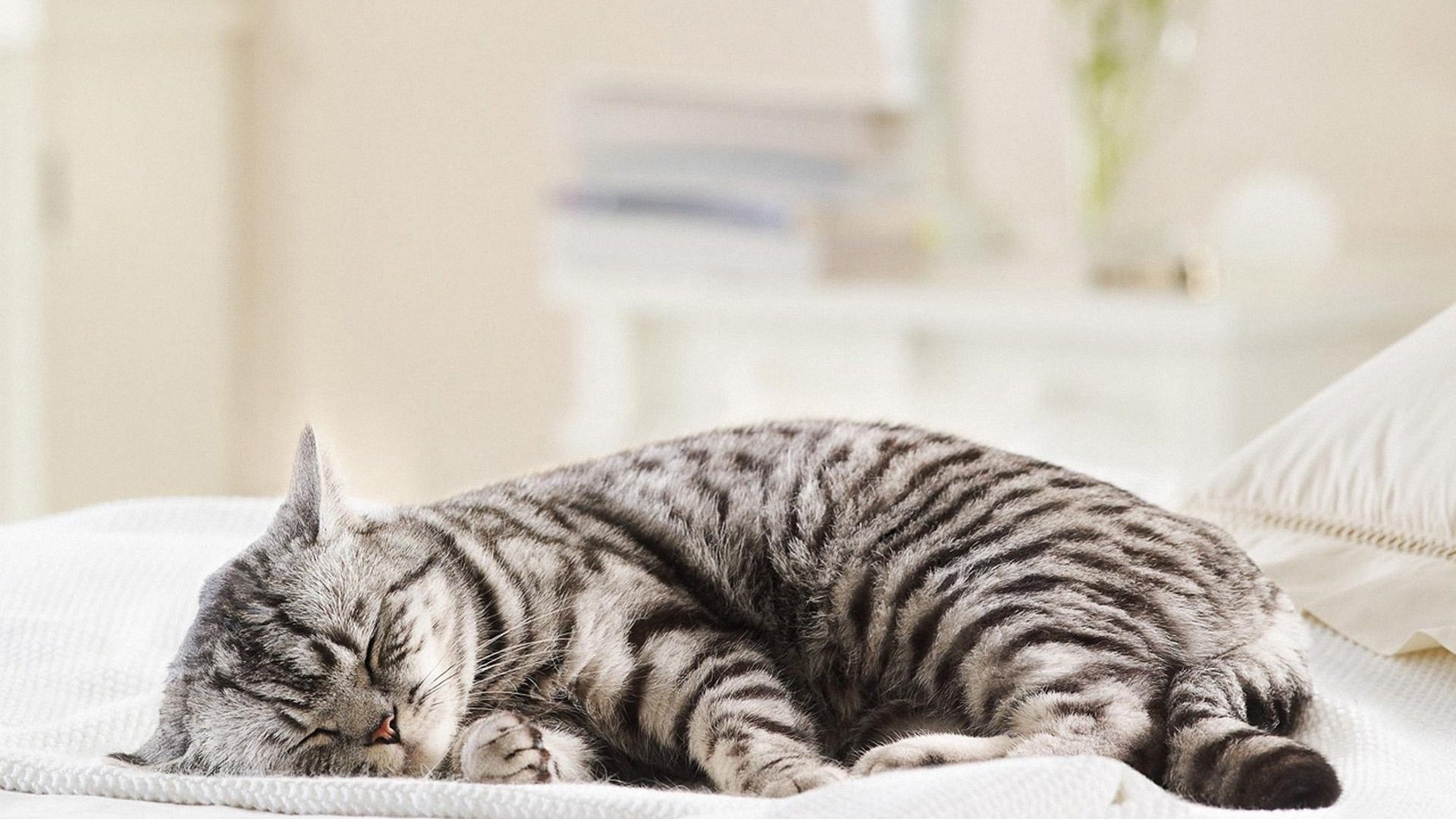 萌宠,喵星人,儿童桌面专用