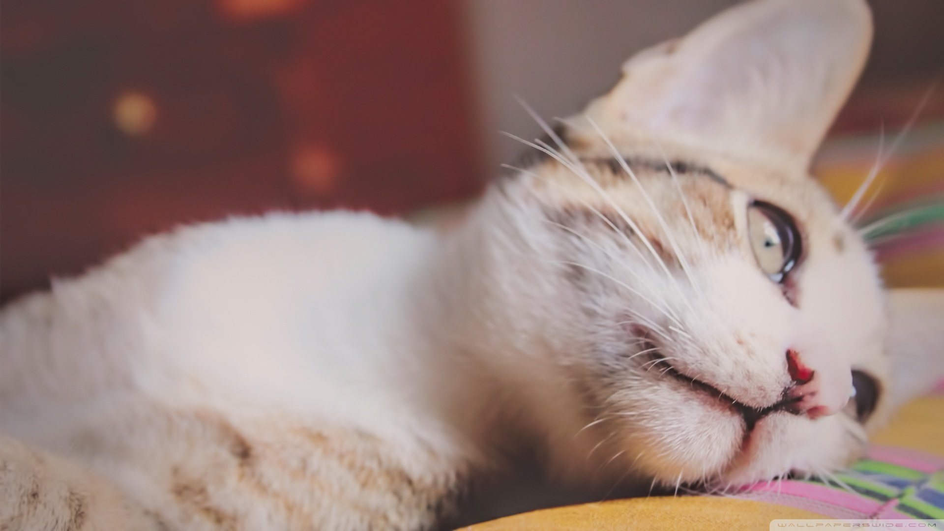 萌宠,喵星人,儿童桌面专用