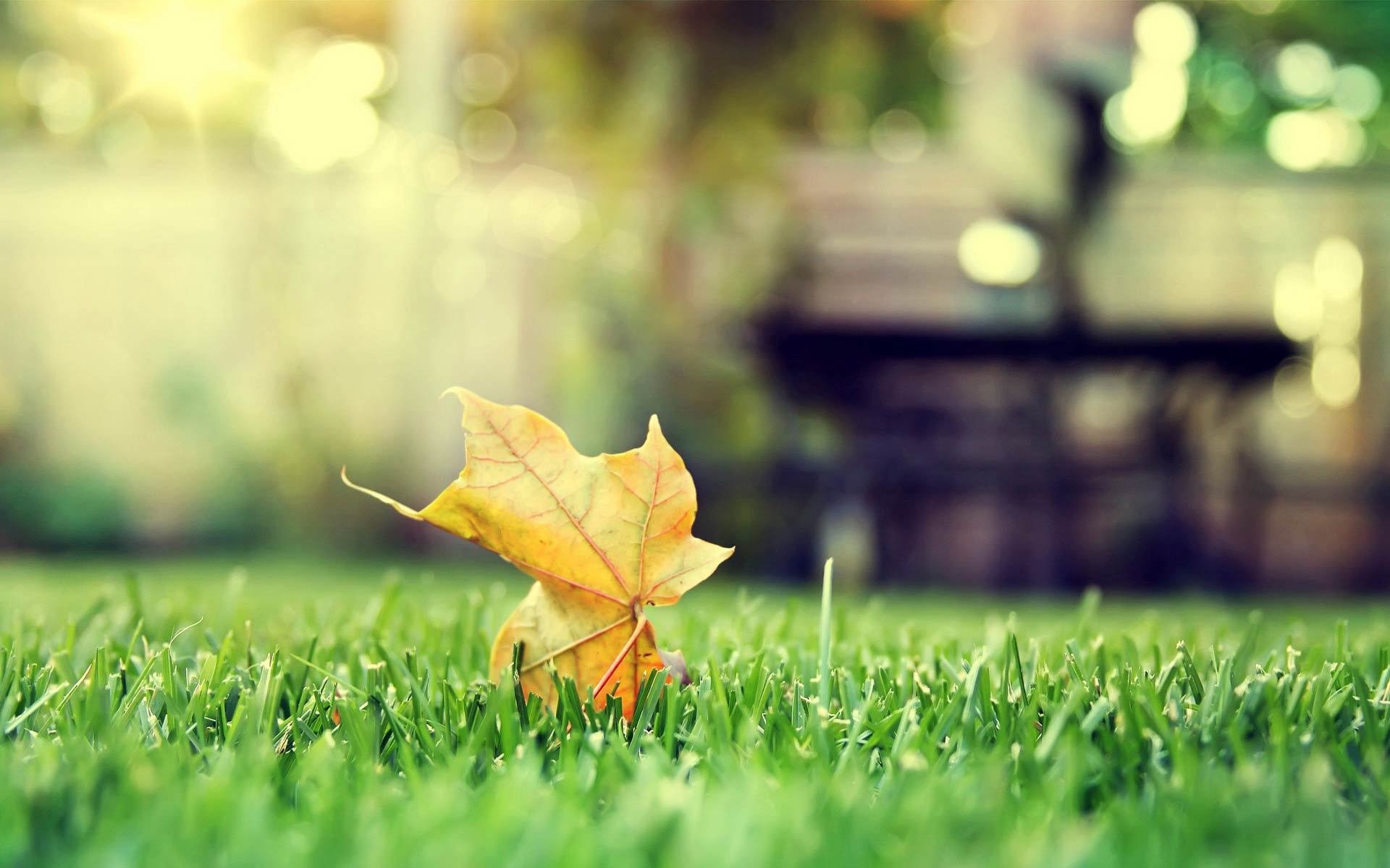 小清新,静物写真,树叶,3月7日,儿童桌面专用