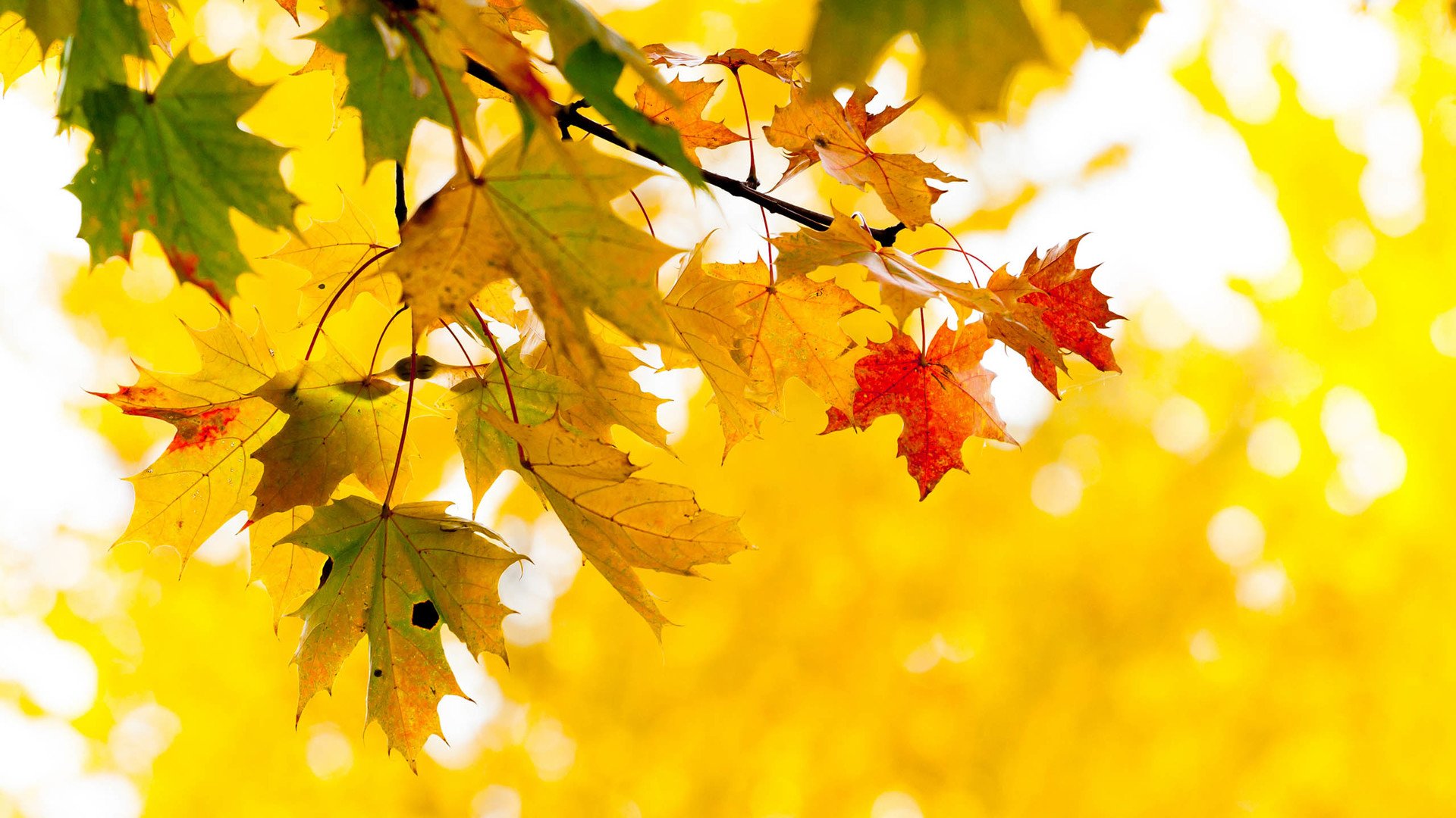 小清新,清新淡雅,儿童桌面专用