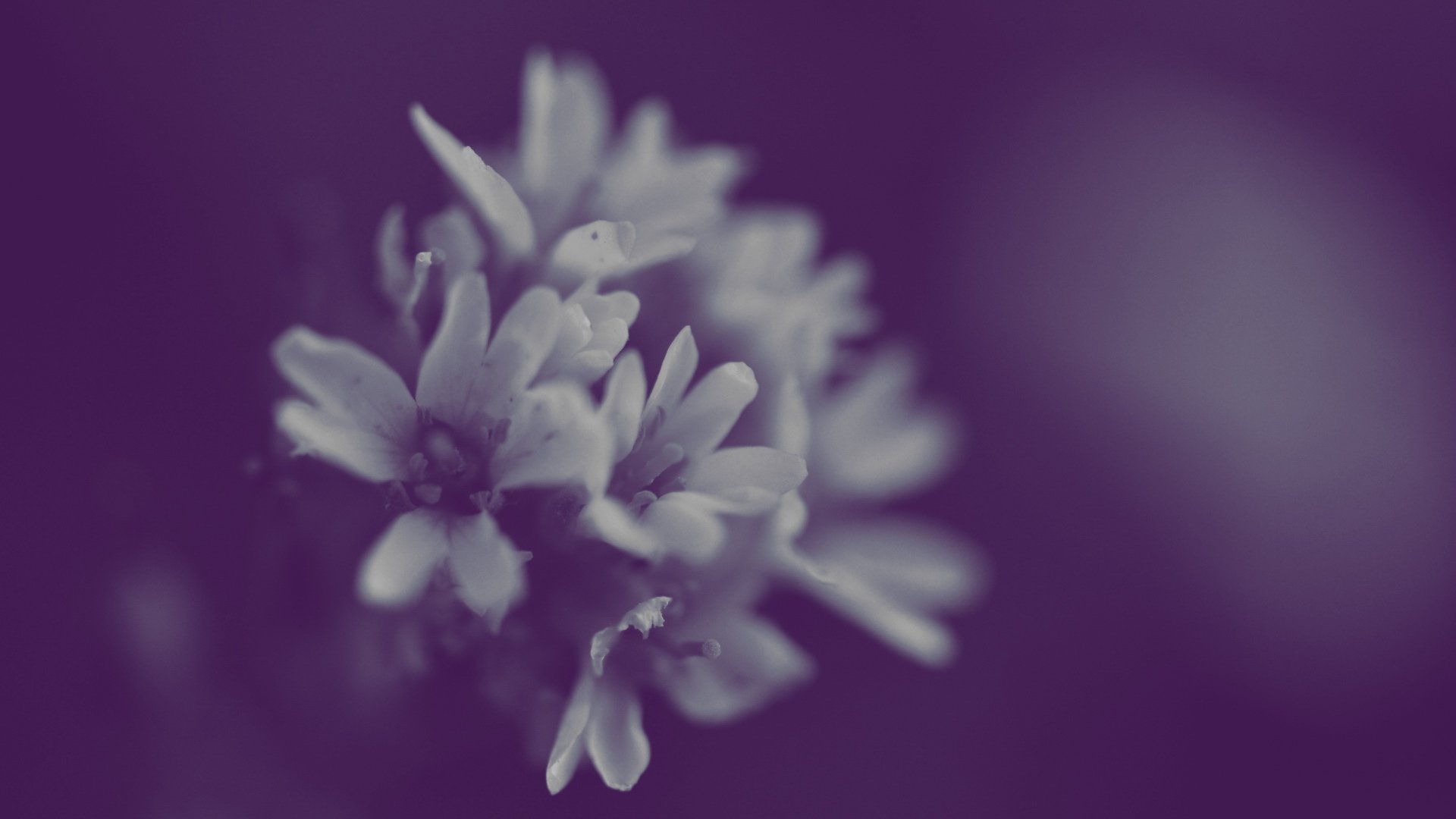 小清新,清新淡雅