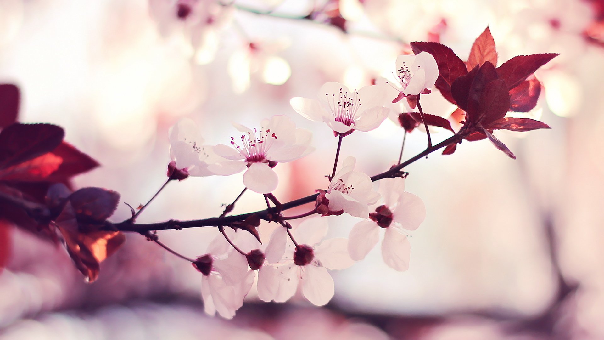 风景,春意盎然,儿童桌面专用