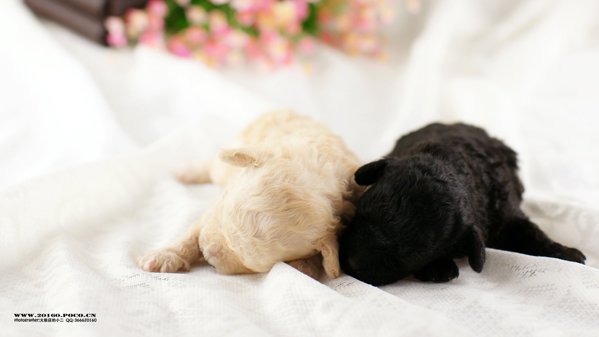 萌宠,宠物,火柴摄影,狗,汪星人,卖萌,可爱,儿童桌面专用