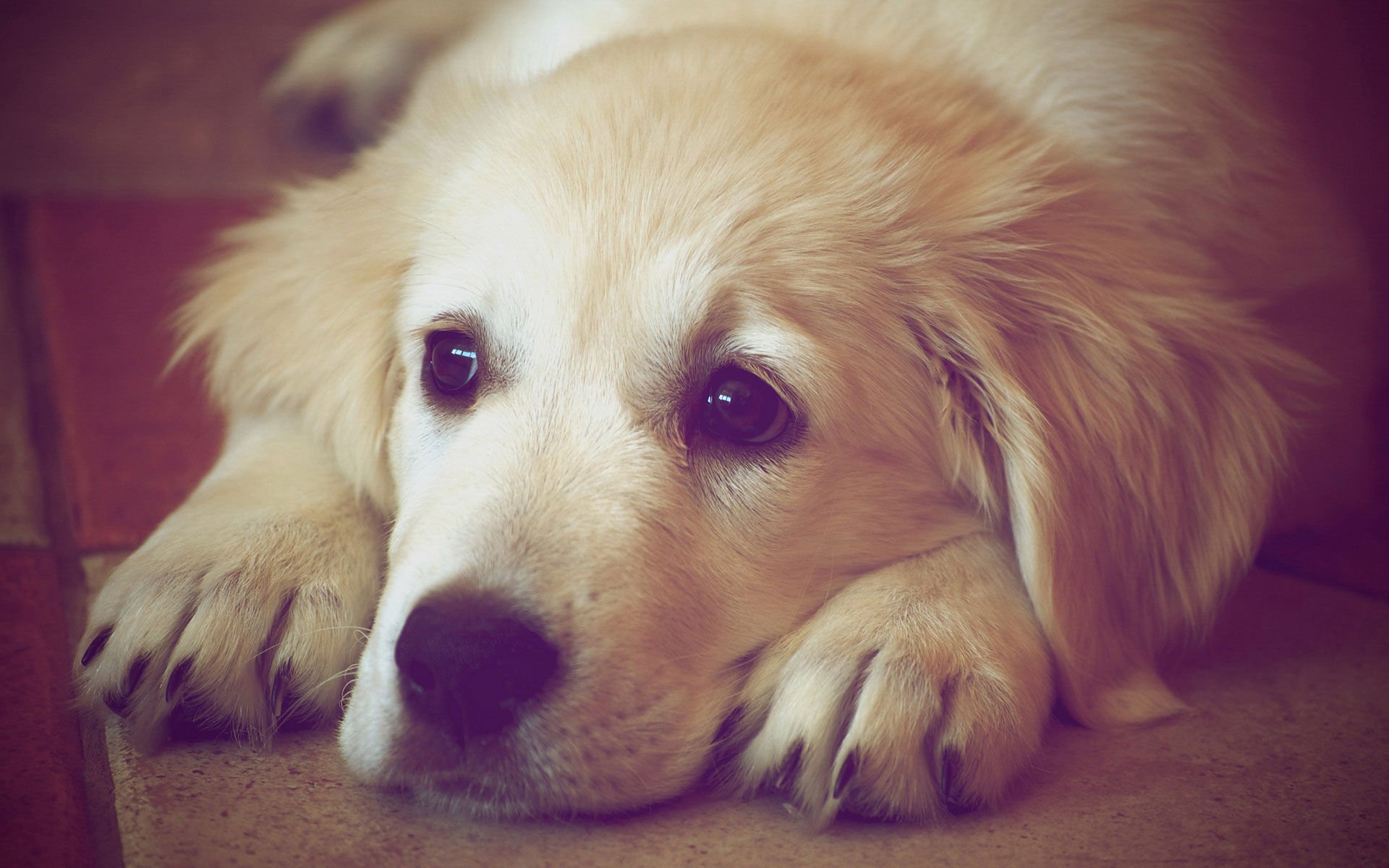 萌宠,汪星人,狗,卖萌,宠物,可爱,古灵精怪,儿童桌面专用