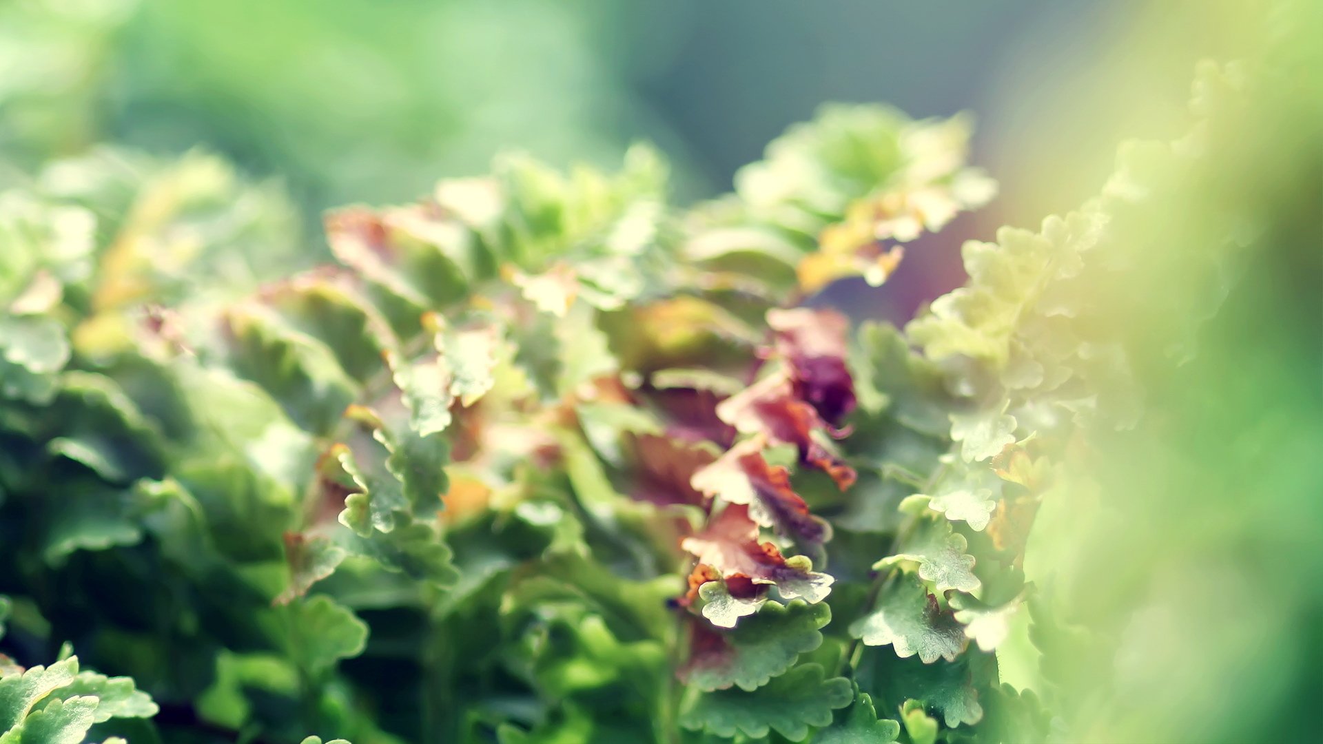 小清新,清新淡雅,儿童桌面专用