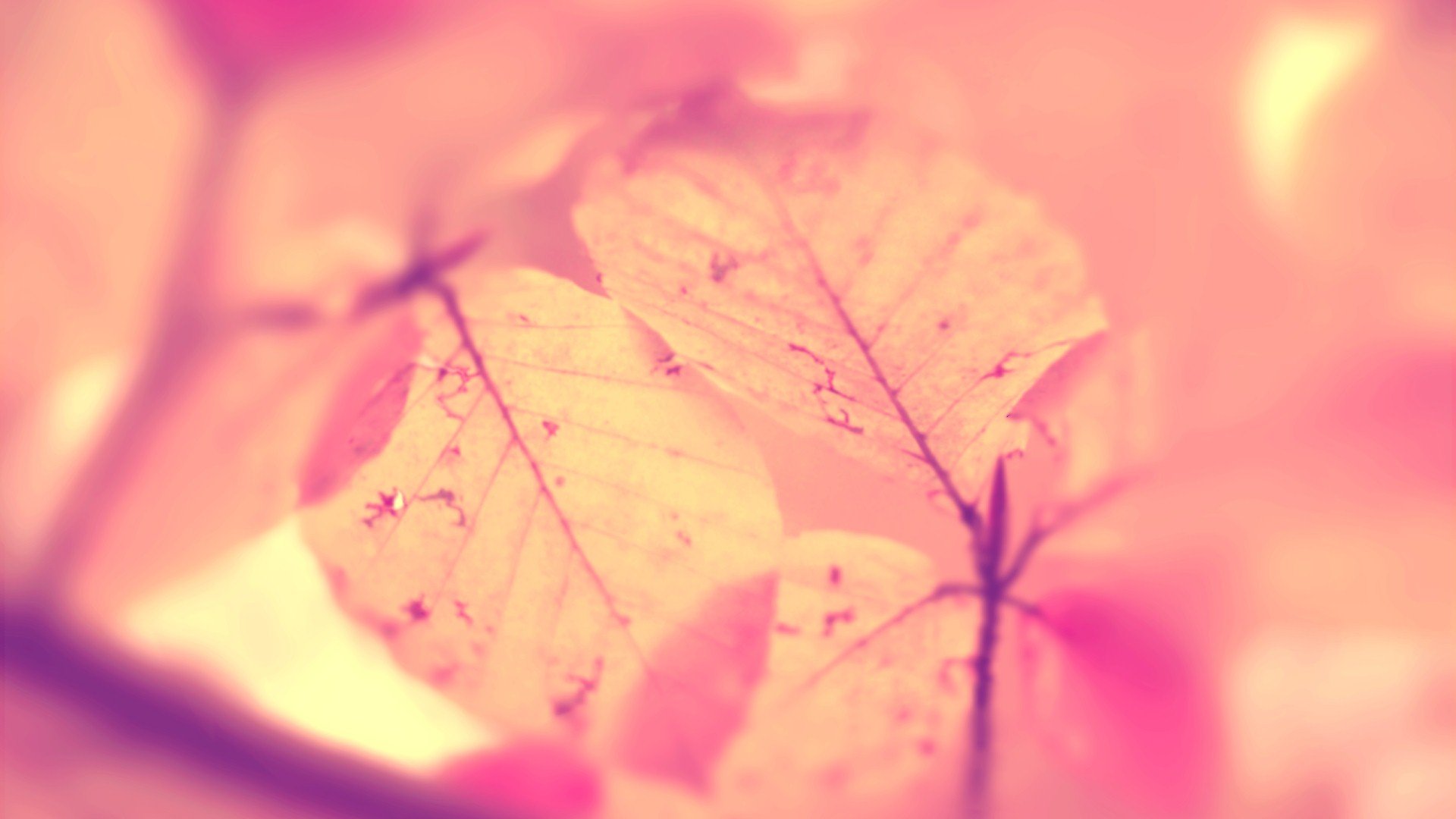 小清新,清新淡雅,儿童桌面专用