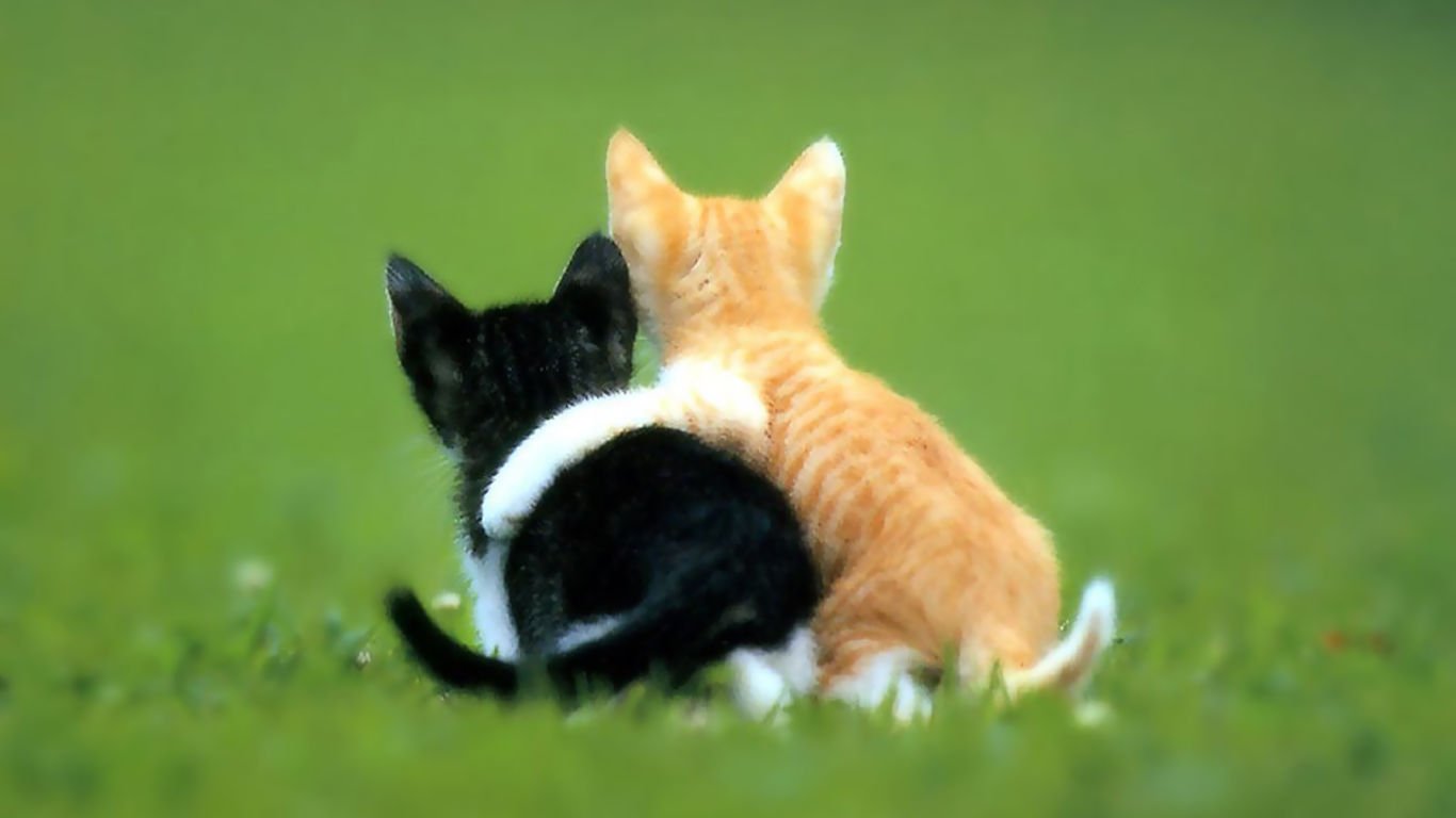 萌宠,喵星人,可爱,宠物,卖萌,猫,儿童桌面专用