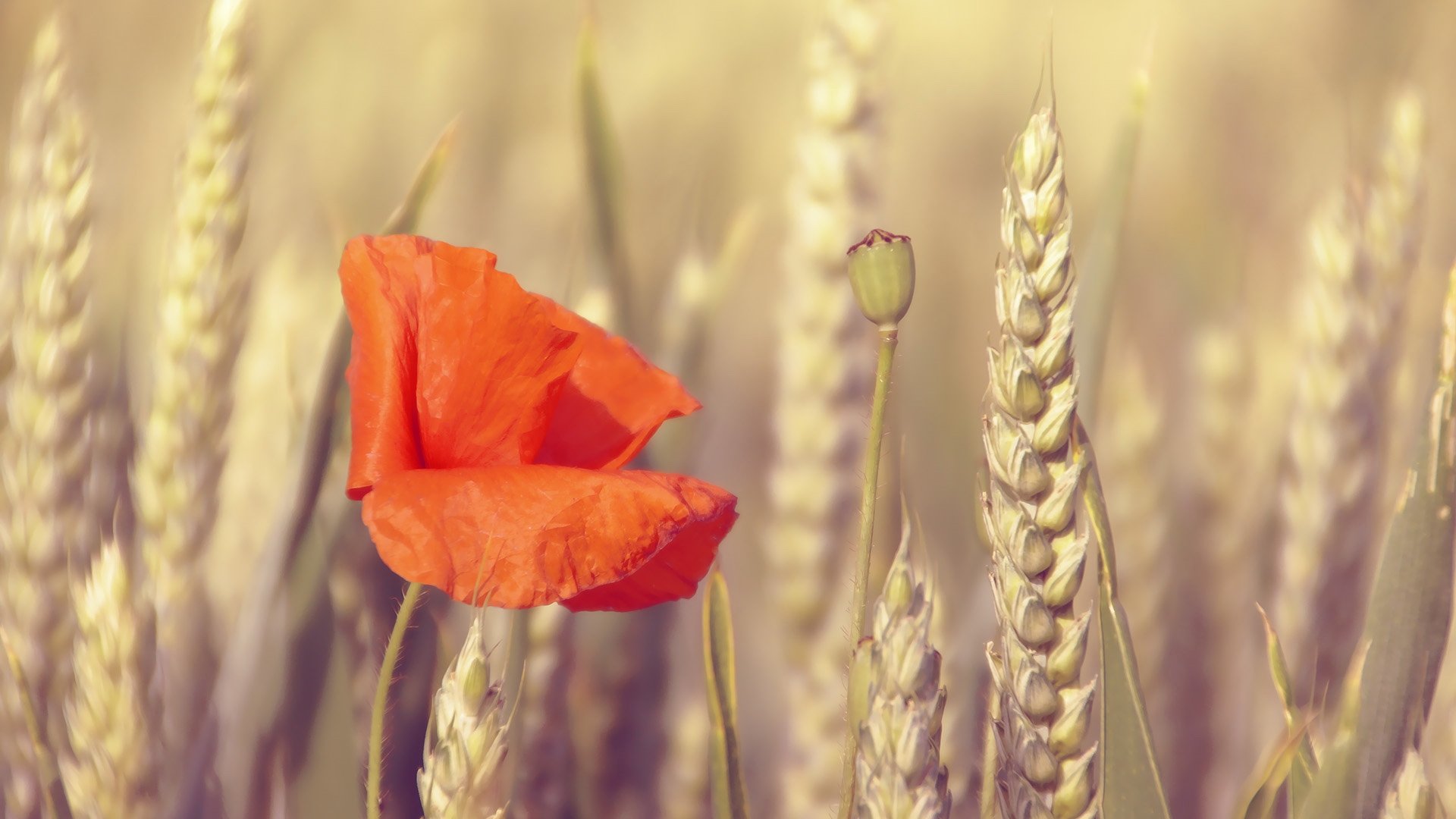 小清新,静物写真