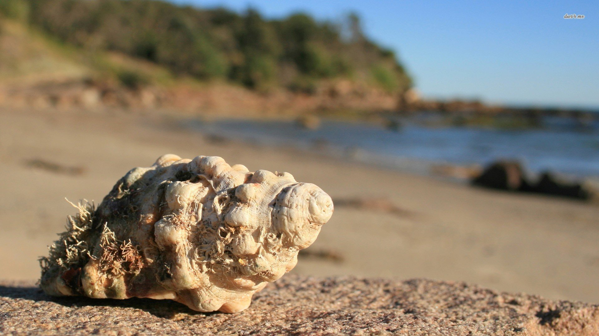 小清新,静物写真,儿童桌面专用