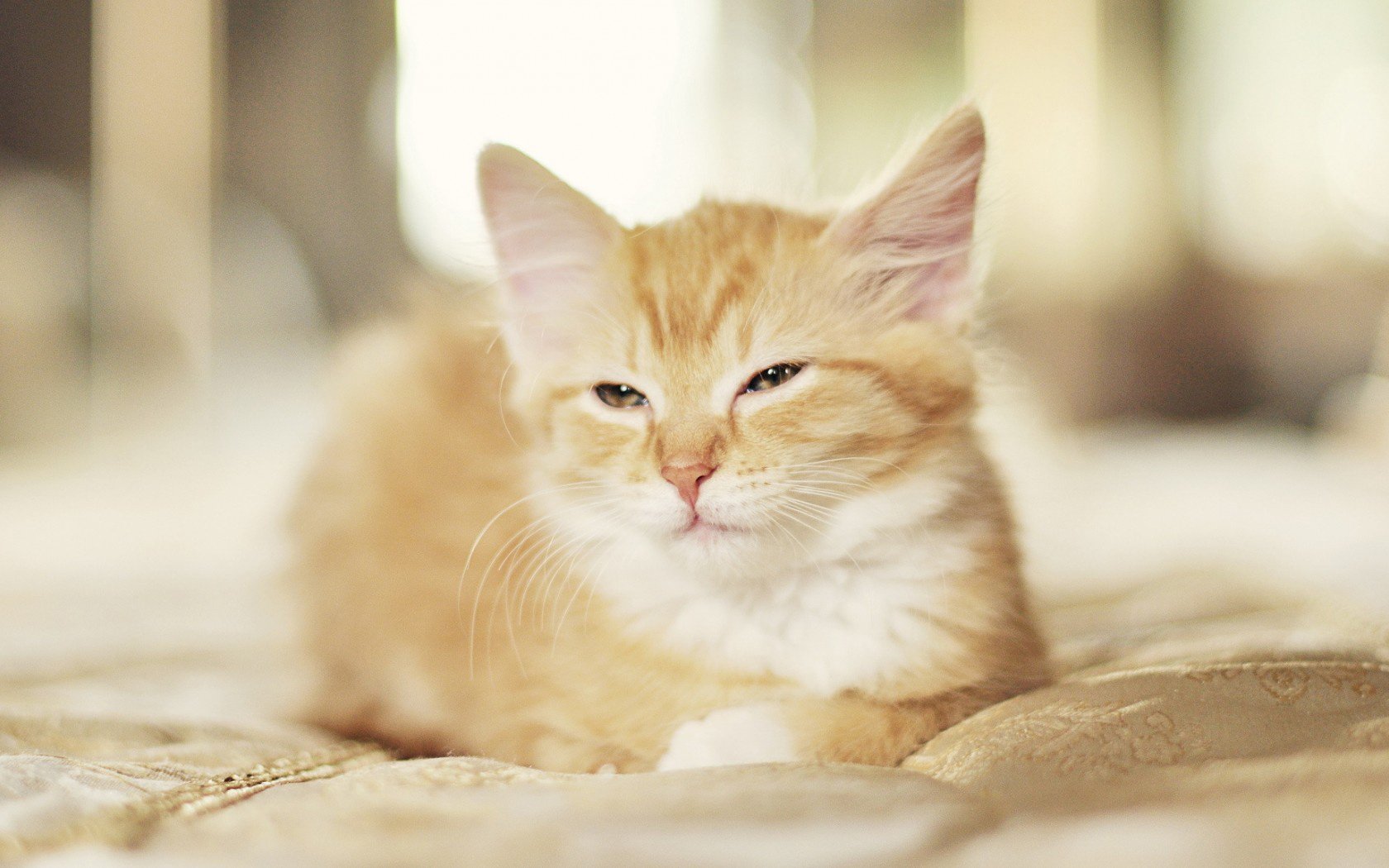 喵星人,猫,可爱,古灵精怪,儿童桌面专用