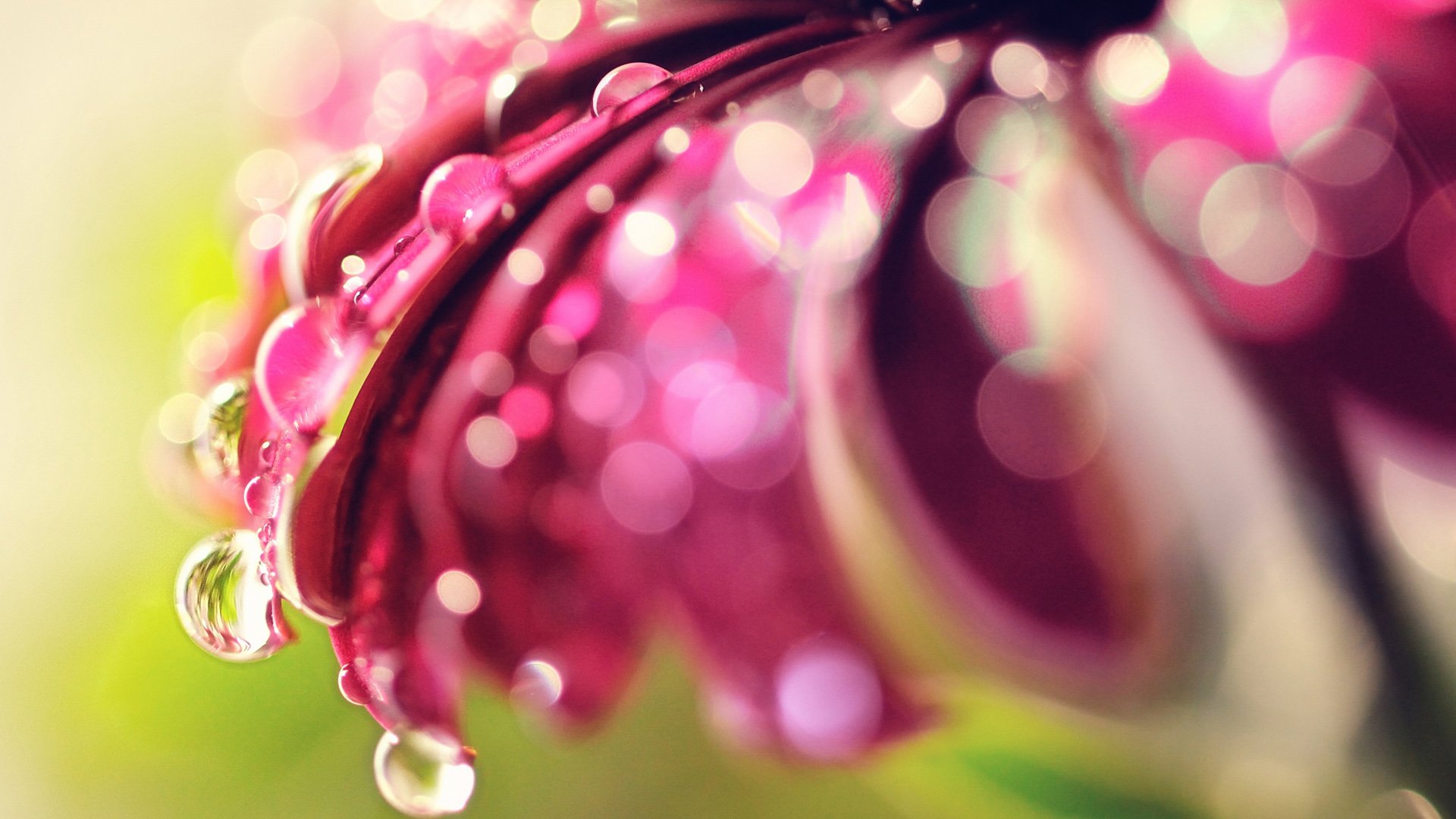 小清新,娇艳欲滴,花,儿童桌面专用