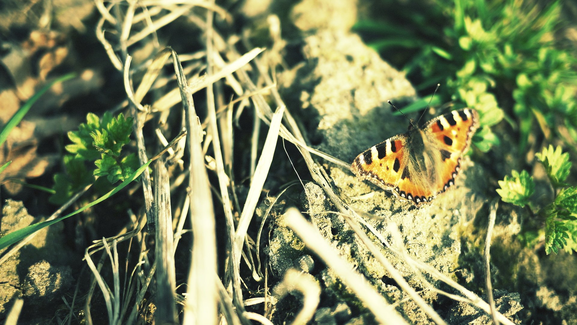 小清新,清新淡雅,儿童桌面专用