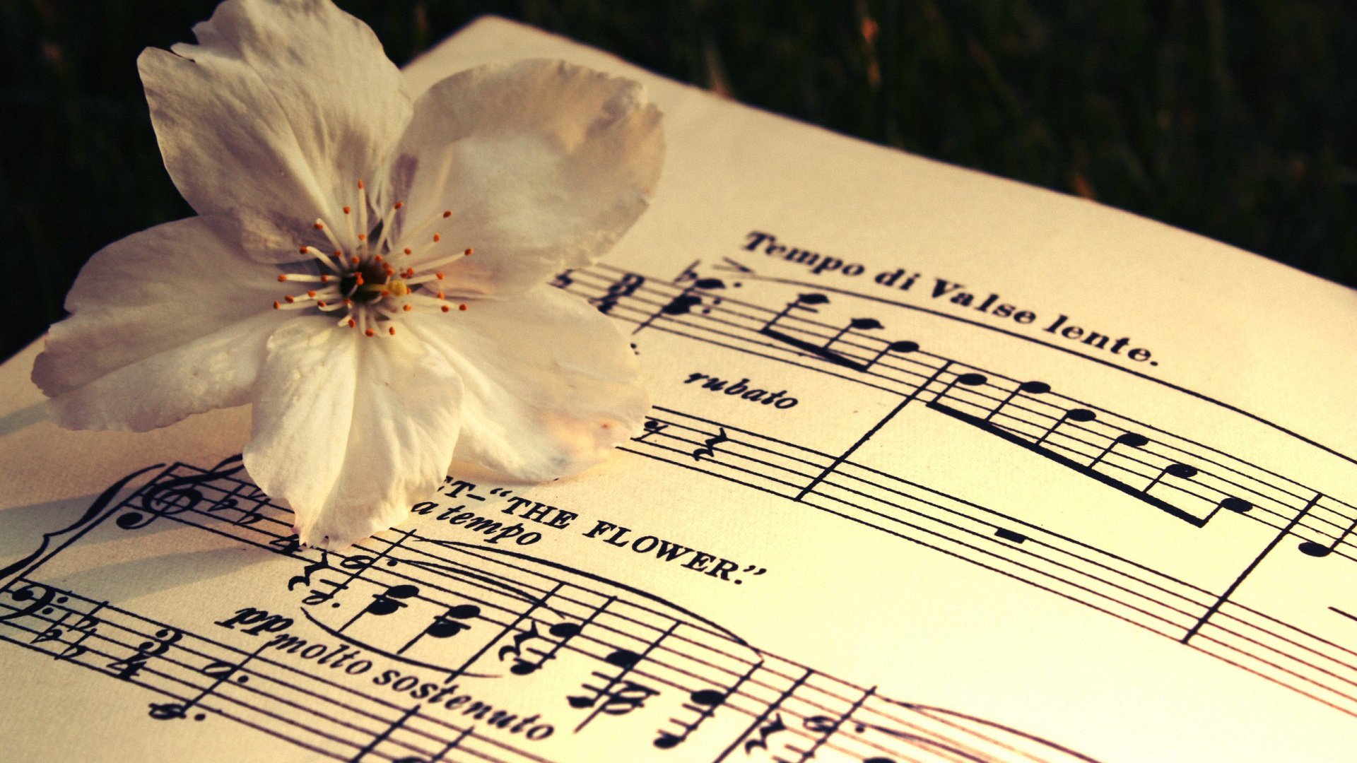 小清新,清新淡雅,儿童桌面专用