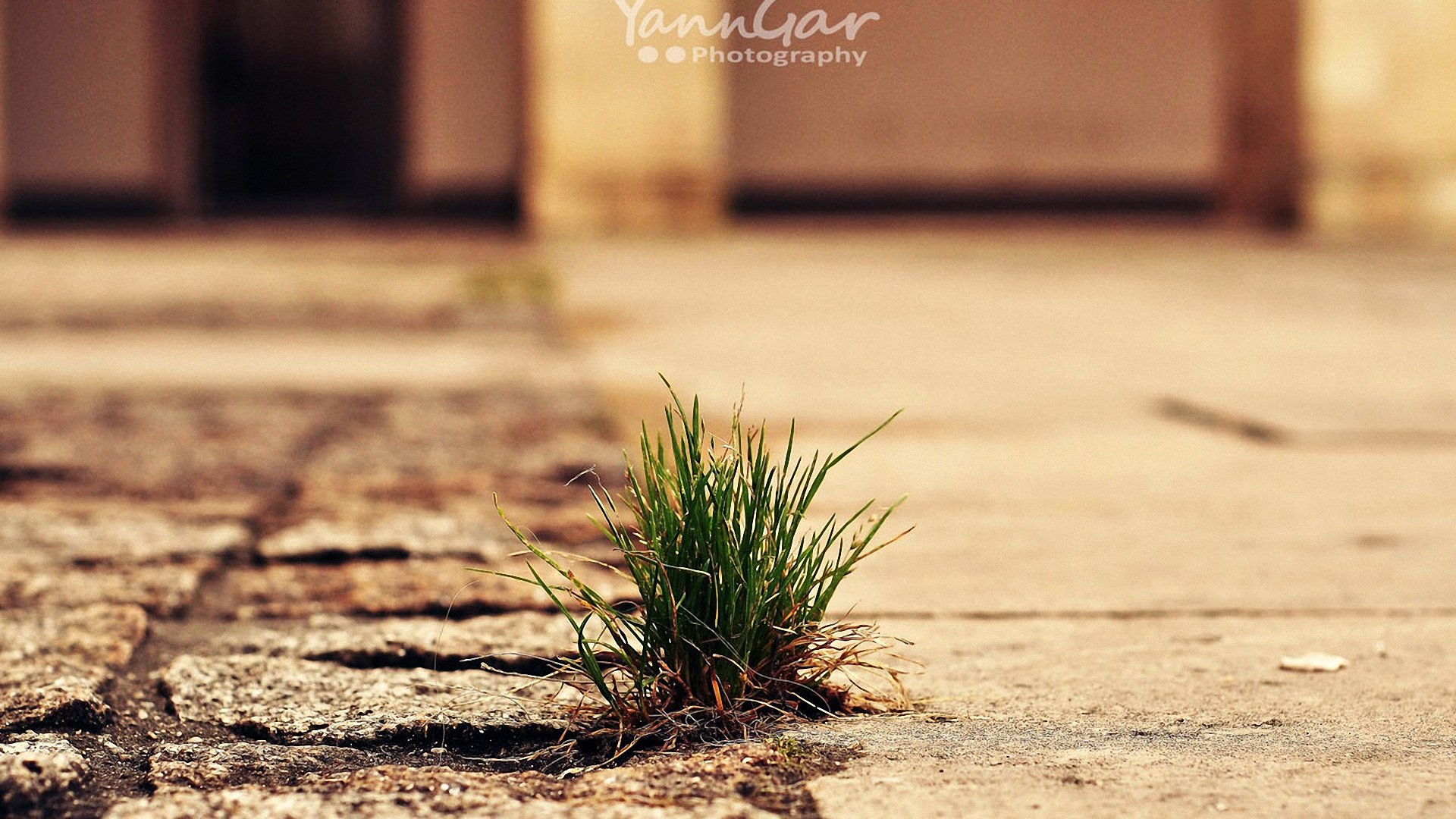 小清新,静物写真,儿童桌面专用