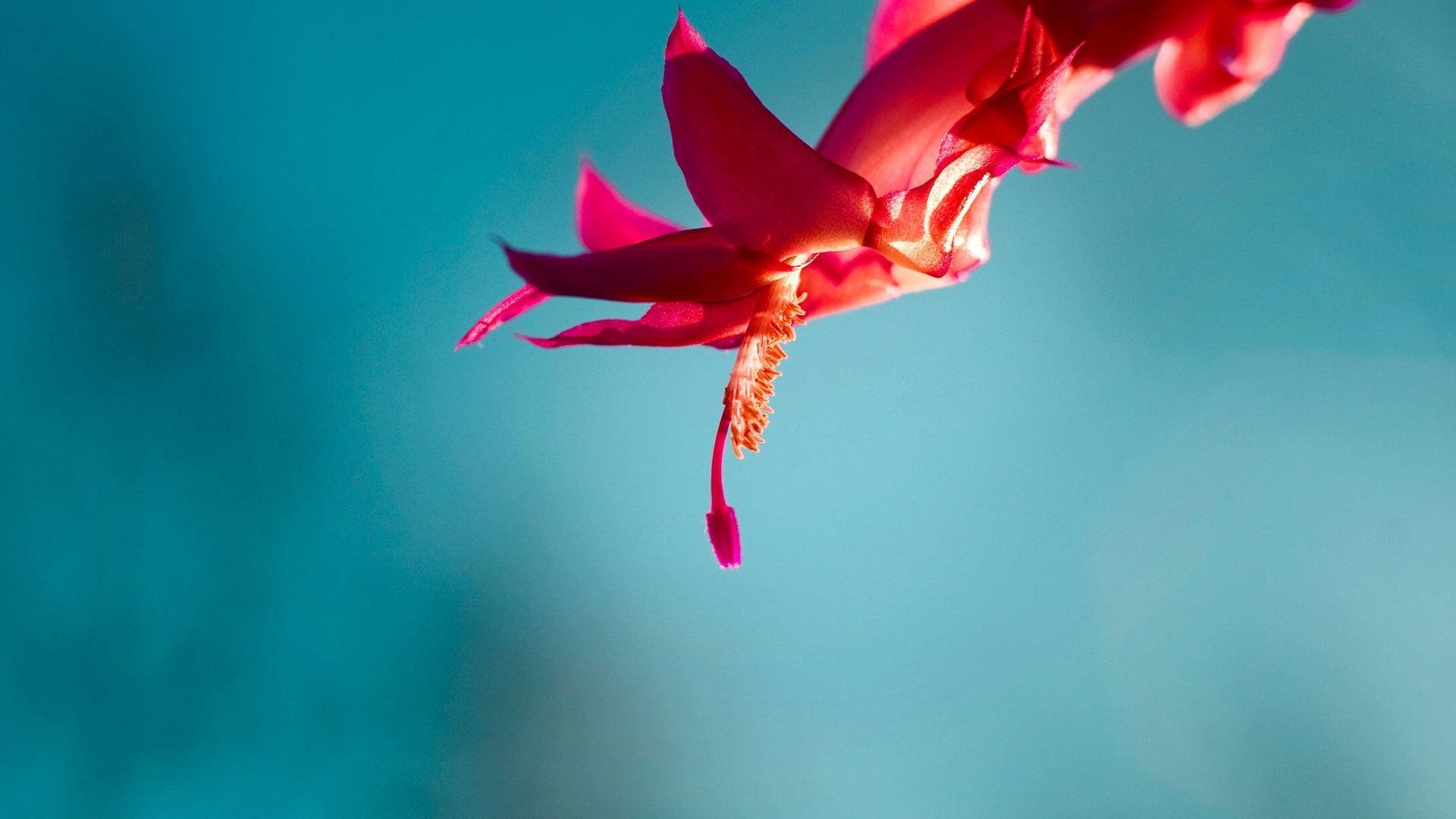 小清新,清新淡雅,儿童桌面专用