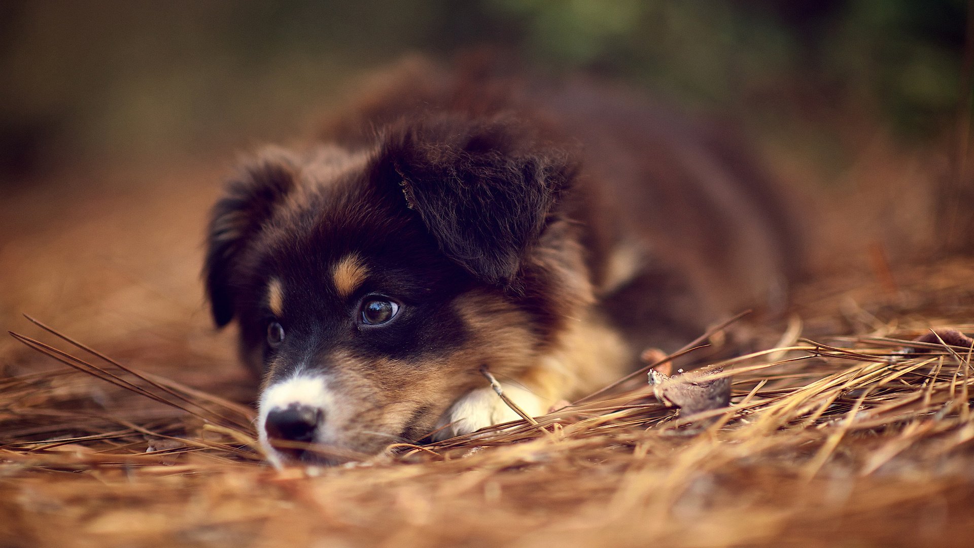 汪星人,狗,可爱,古灵精怪,儿童桌面专用