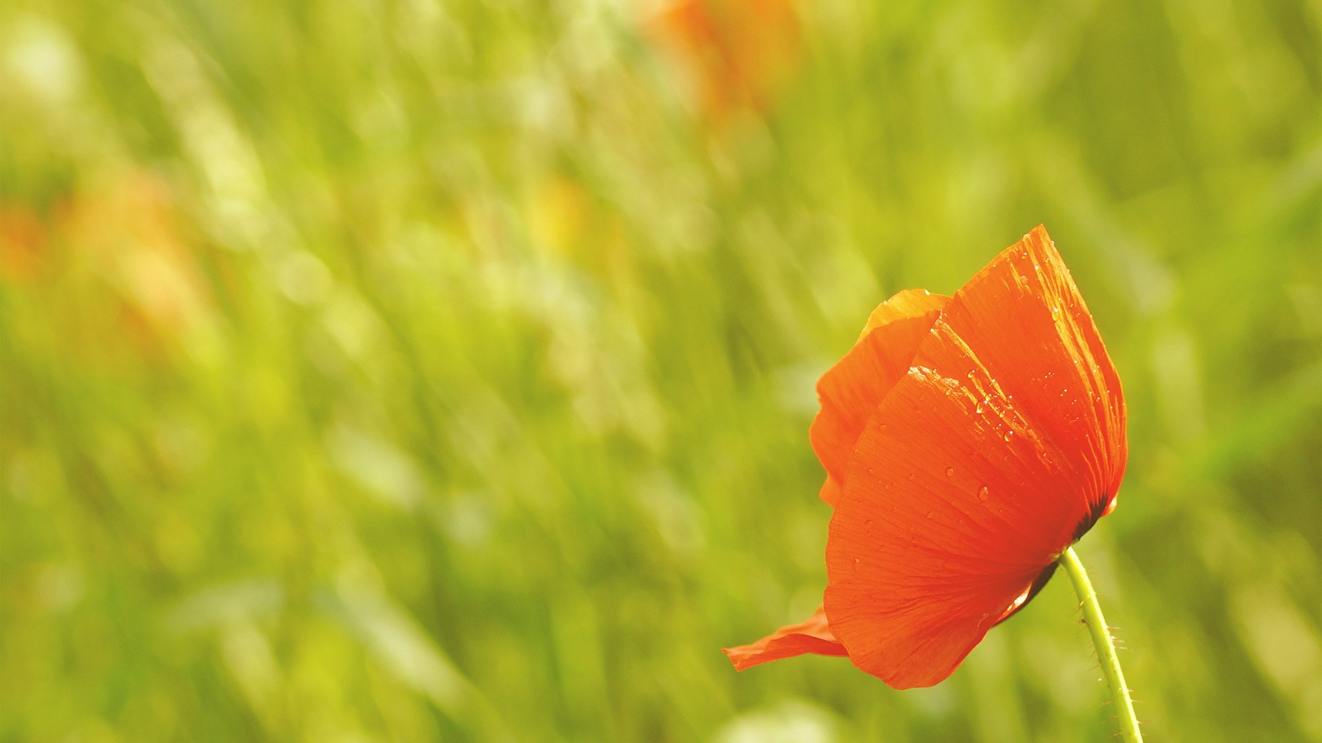 小清新,护眼壁纸,儿童桌面专用